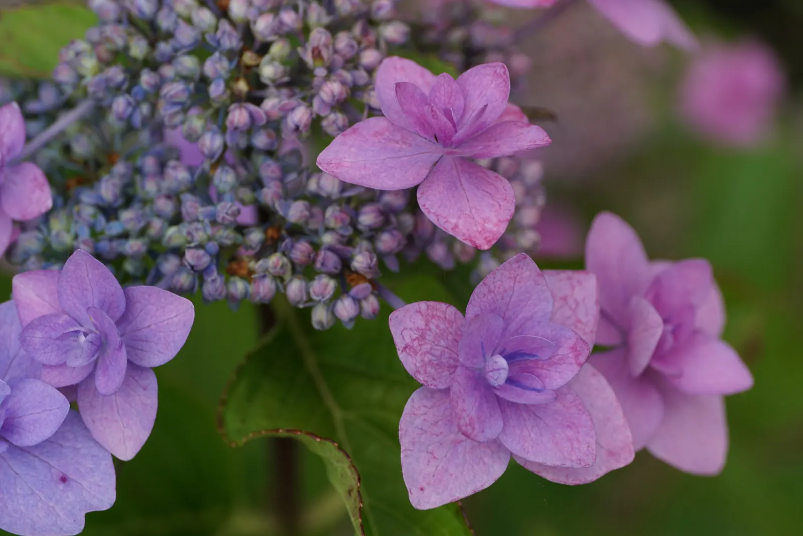 Bigleaf Hydrangea (Hydrangea Macrophylla) — while alkaline conditions produce pink blooms; ideal for partial shade, this deciduous shrub reaches 3-6 feet in