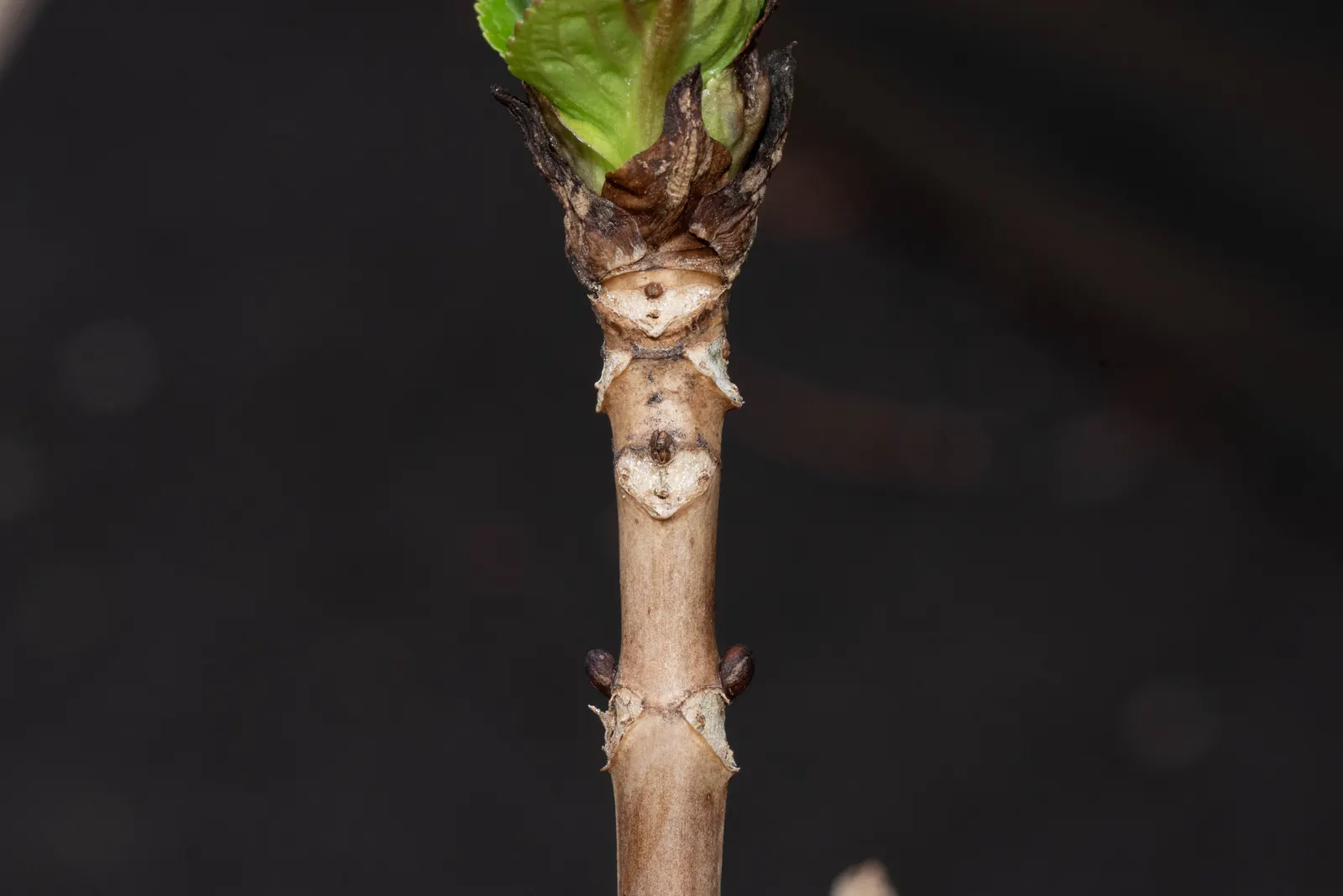 Bigleaf Hydrangea (Hydrangea Macrophylla) — and it requires moderate maintenance; bigleaf Hydrangeas prefer partial shade, image 134