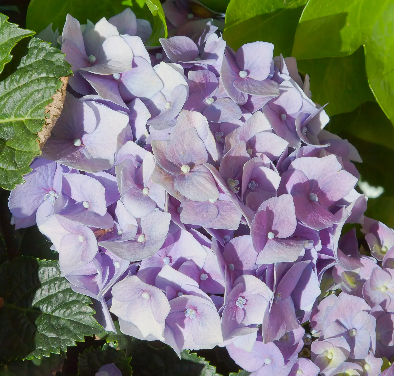 Bigleaf Hydrangea (Hydrangea Macrophylla) — with colors ranging from pink to blue depending on soil pH; these blooms appear from early summer to, image 71