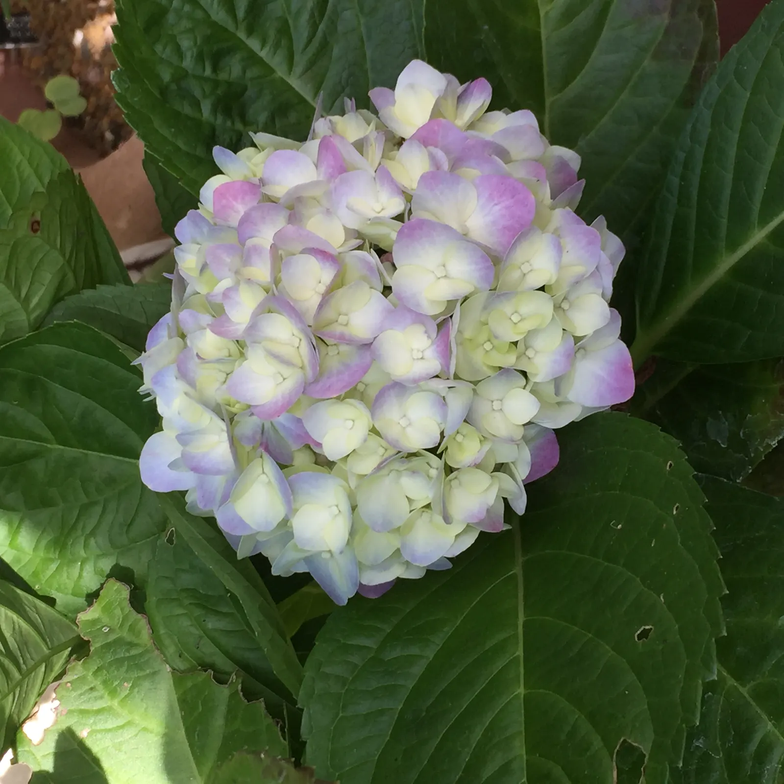 Bigleaf Hydrangea (Hydrangea Macrophylla) — native to Japan and China; although they can tolerate full sun in cooler climates if they receive, image 52
