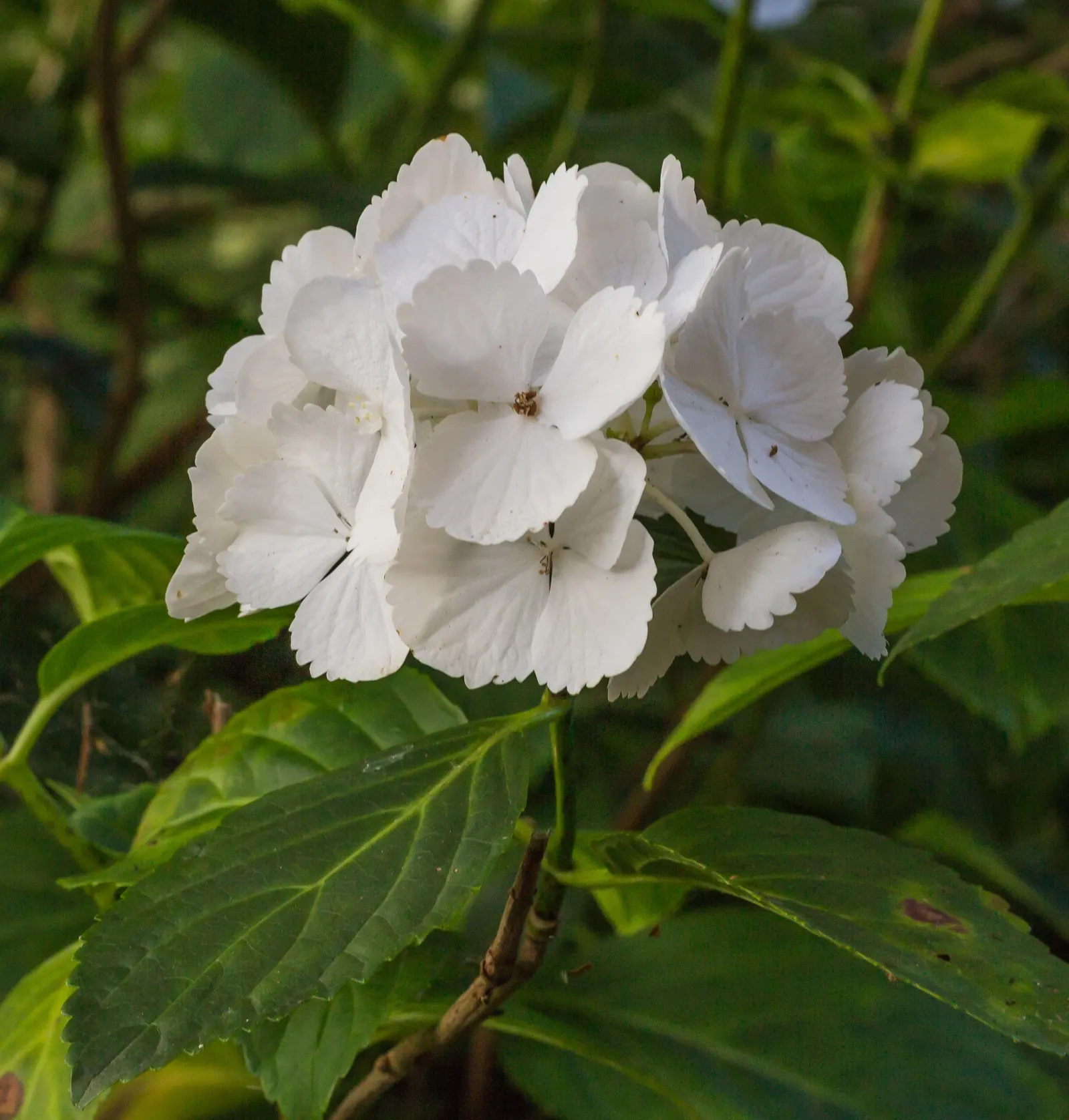 Bigleaf Hydrangea (Hydrangea Macrophylla) — and it requires moderate maintenance