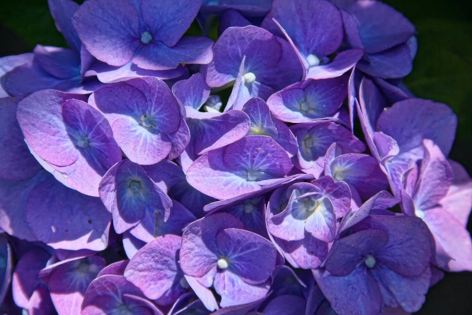 Bigleaf Hydrangea (Hydrangea Macrophylla) — displaying hues that range from deep blue to pink, image 127