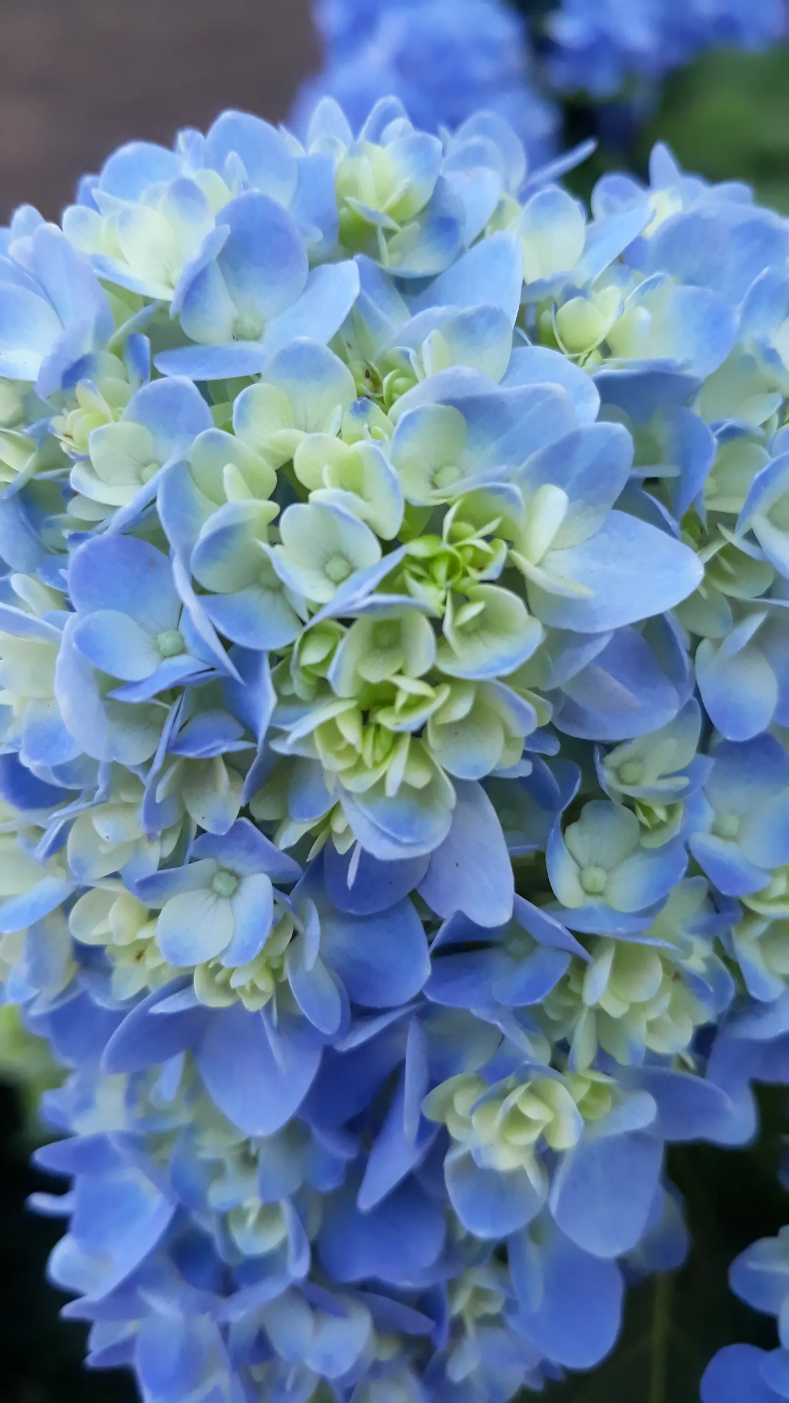 Bigleaf Hydrangea (Hydrangea Macrophylla) — making it a delightful choice for both aesthetics and conversation among garden enthusiasts; shrub with, image 158