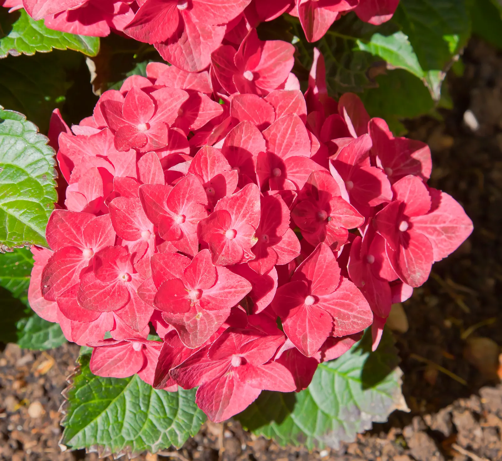 Bigleaf Hydrangea (Hydrangea Macrophylla) — is an enchanting flowering shrub that stands out as a versatile and vibrant addition to any landscape design