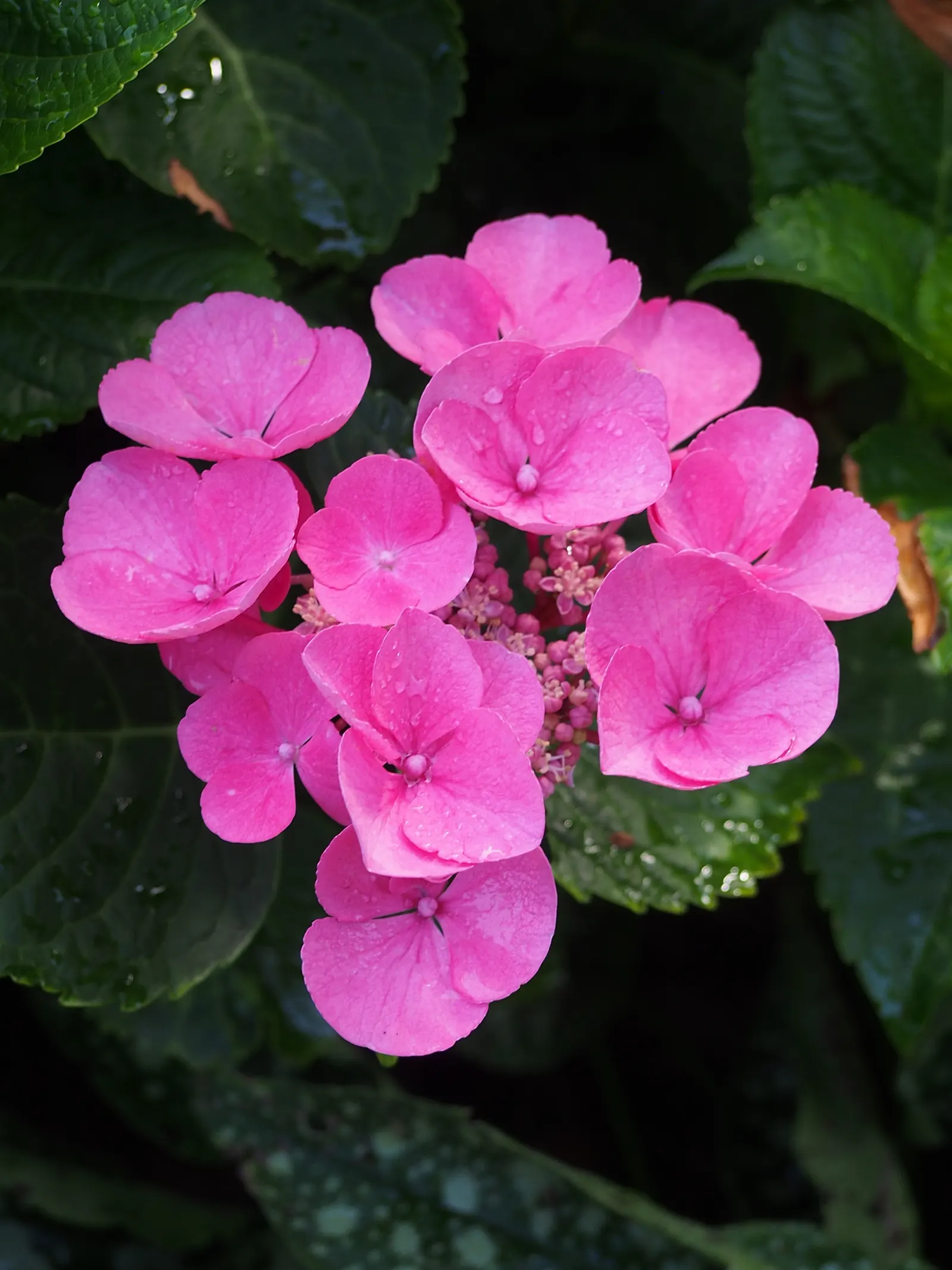 Bigleaf Hydrangea (Hydrangea Macrophylla) — Its rounded growth habit offers an ample display of large flower clusters