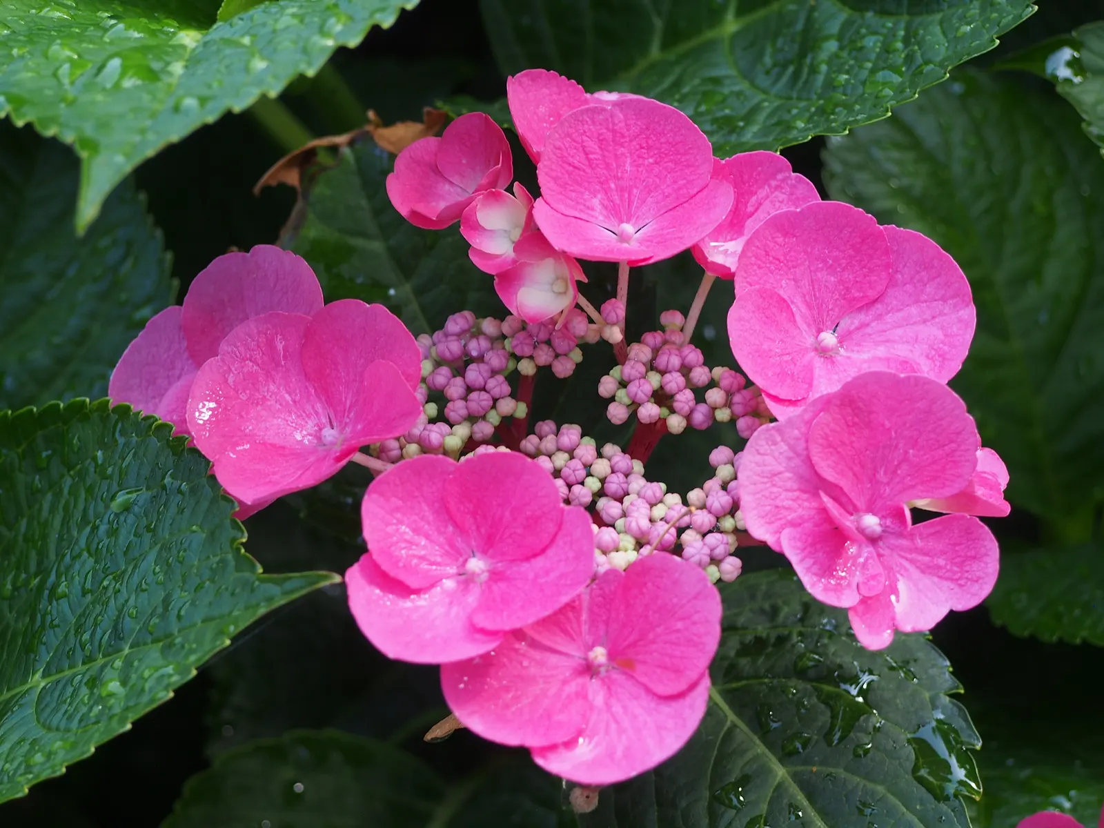 Bigleaf Hydrangea (Hydrangea Macrophylla) — It prefers well-drained, moist soil and thrives in USDA zones 6-9; with colors ranging from pink to, image 96