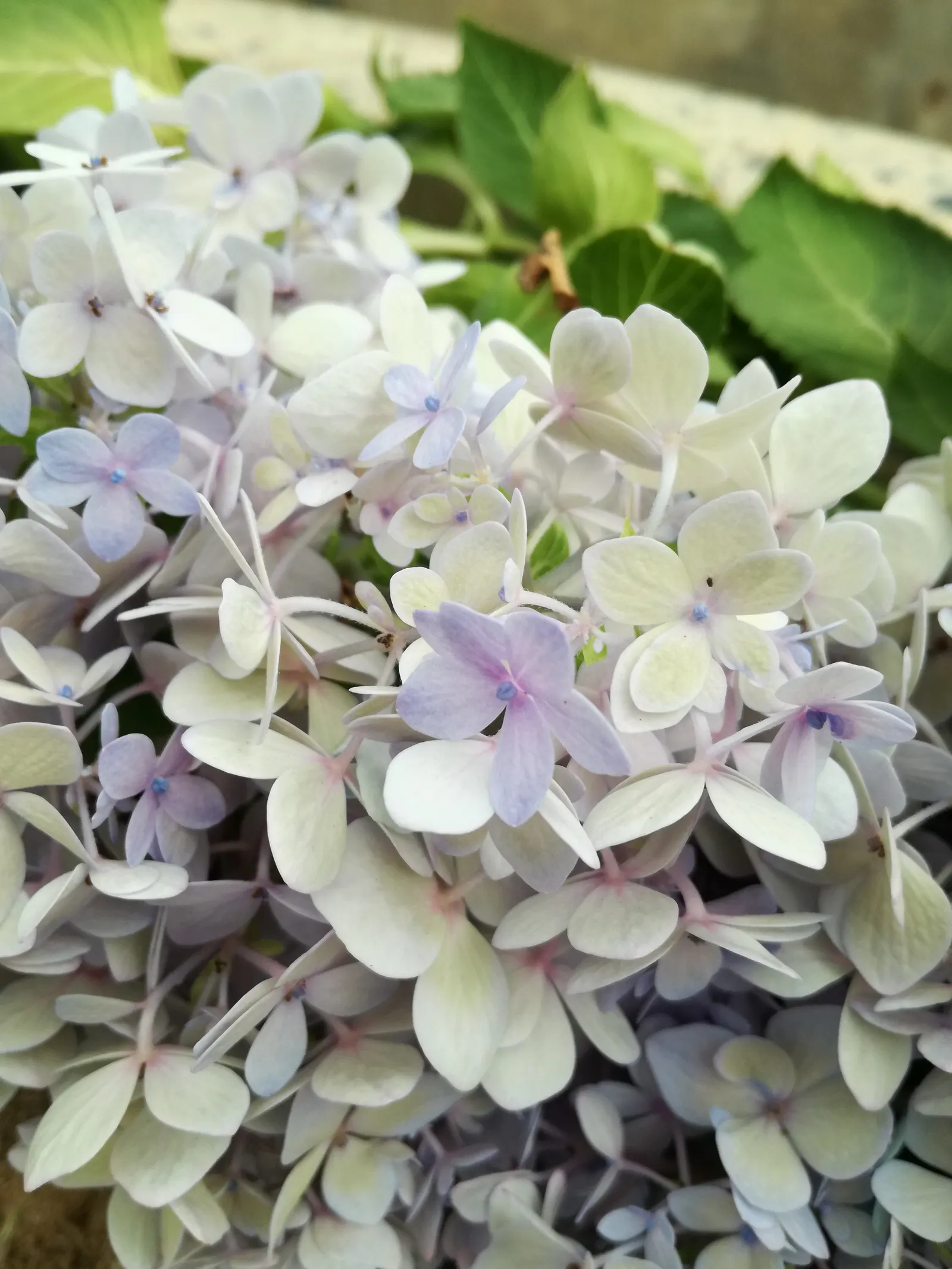 Bigleaf Hydrangea (Hydrangea Macrophylla) — broad leaves that can reach up to 6 inches in length; shrub for half or shade, image 99