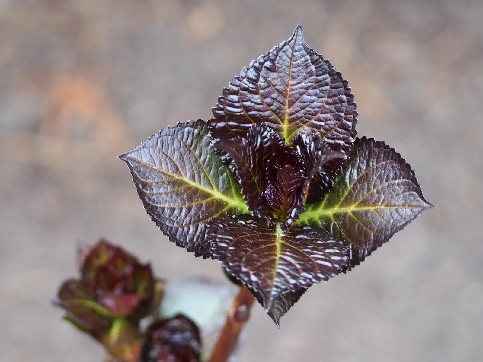 Bigleaf Hydrangea (Hydrangea Macrophylla) — Bigleaf Hydrangeas prefer partial shade; which can span 4 to 12 inches across