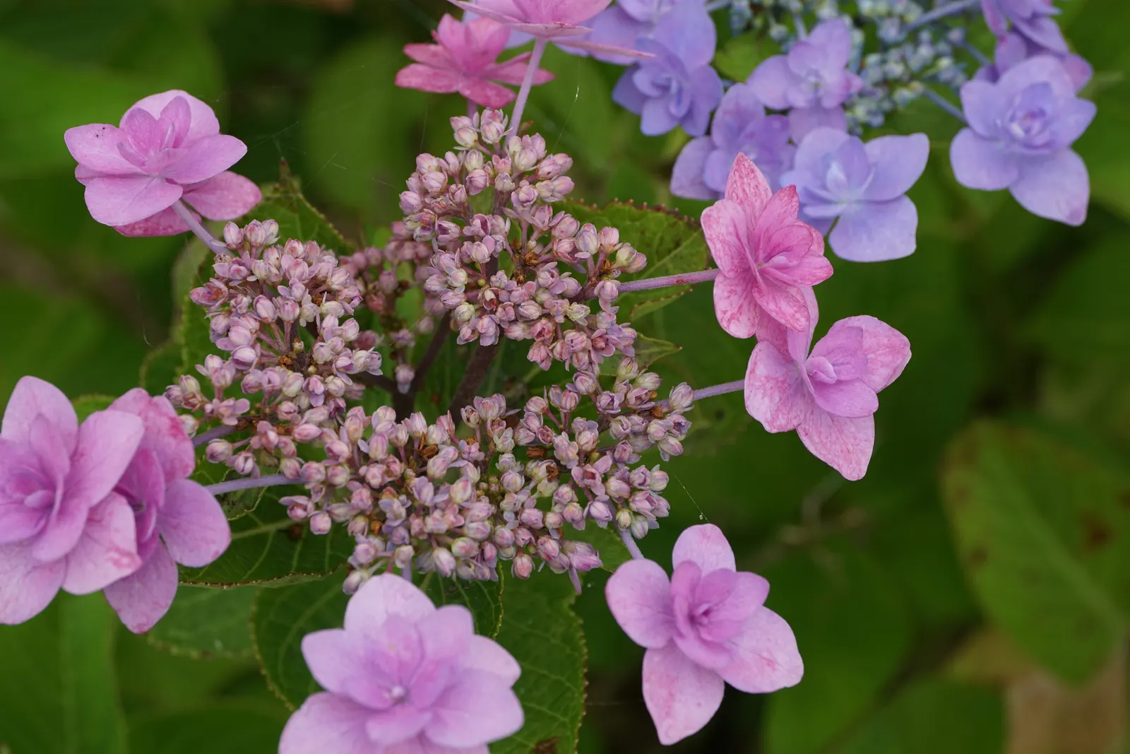 Bigleaf Hydrangea (Hydrangea Macrophylla) — showy blooms up to 12 inches across; it prefers well-drained, moist soil and thrives in USDA zones 6-9, image 70