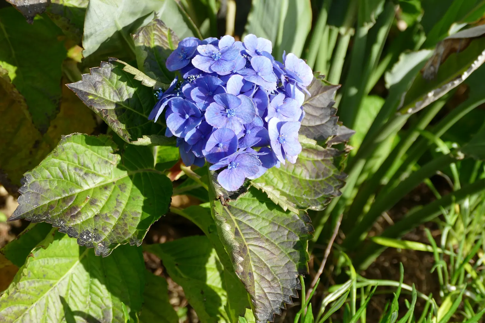 Bigleaf Hydrangea (Hydrangea Macrophylla) — lush presence in garden spaces