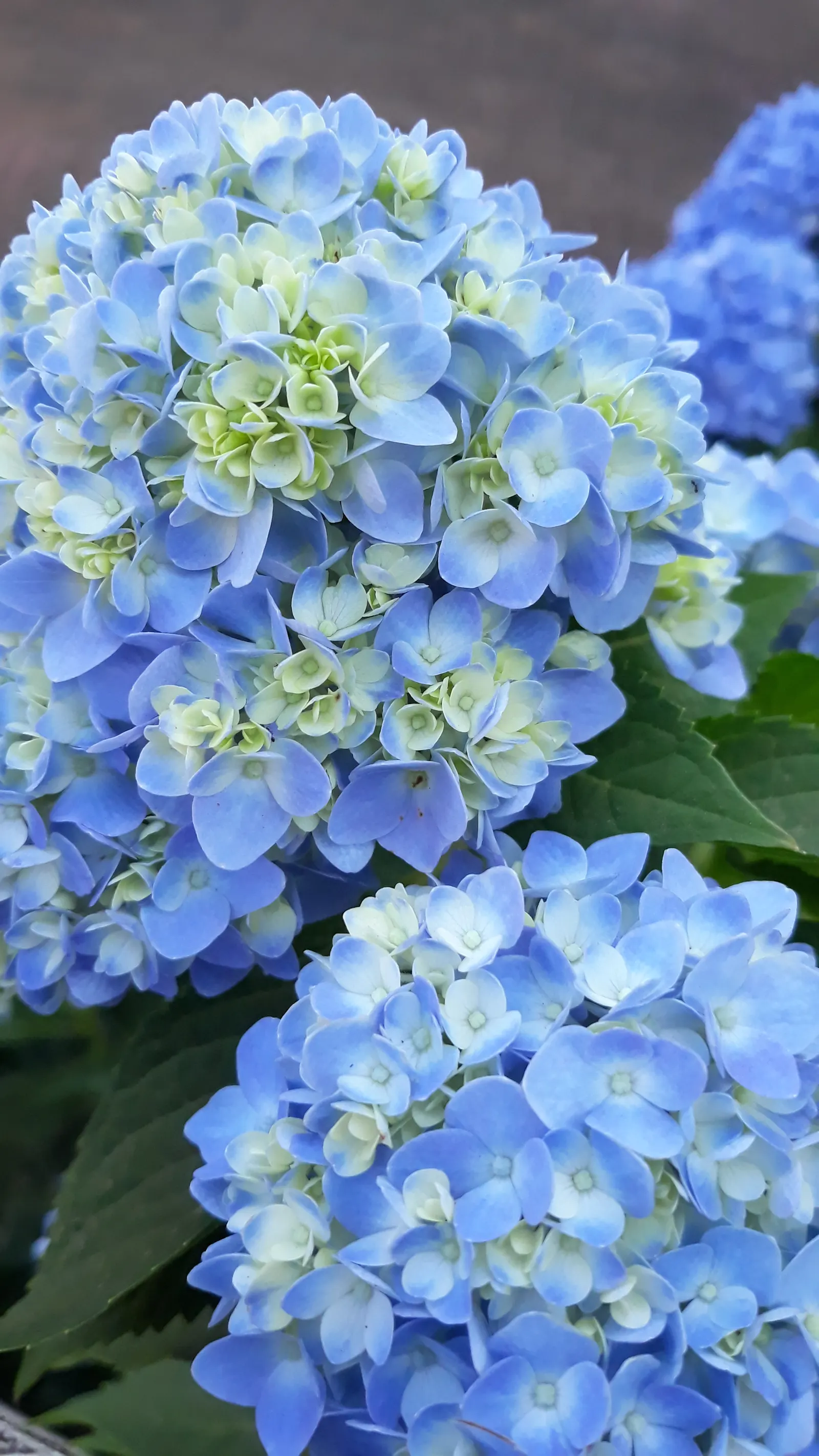 Bigleaf Hydrangea (Hydrangea Macrophylla) — Its rounded growth habit offers an ample display of large flower clusters; while alkaline conditions, image 170