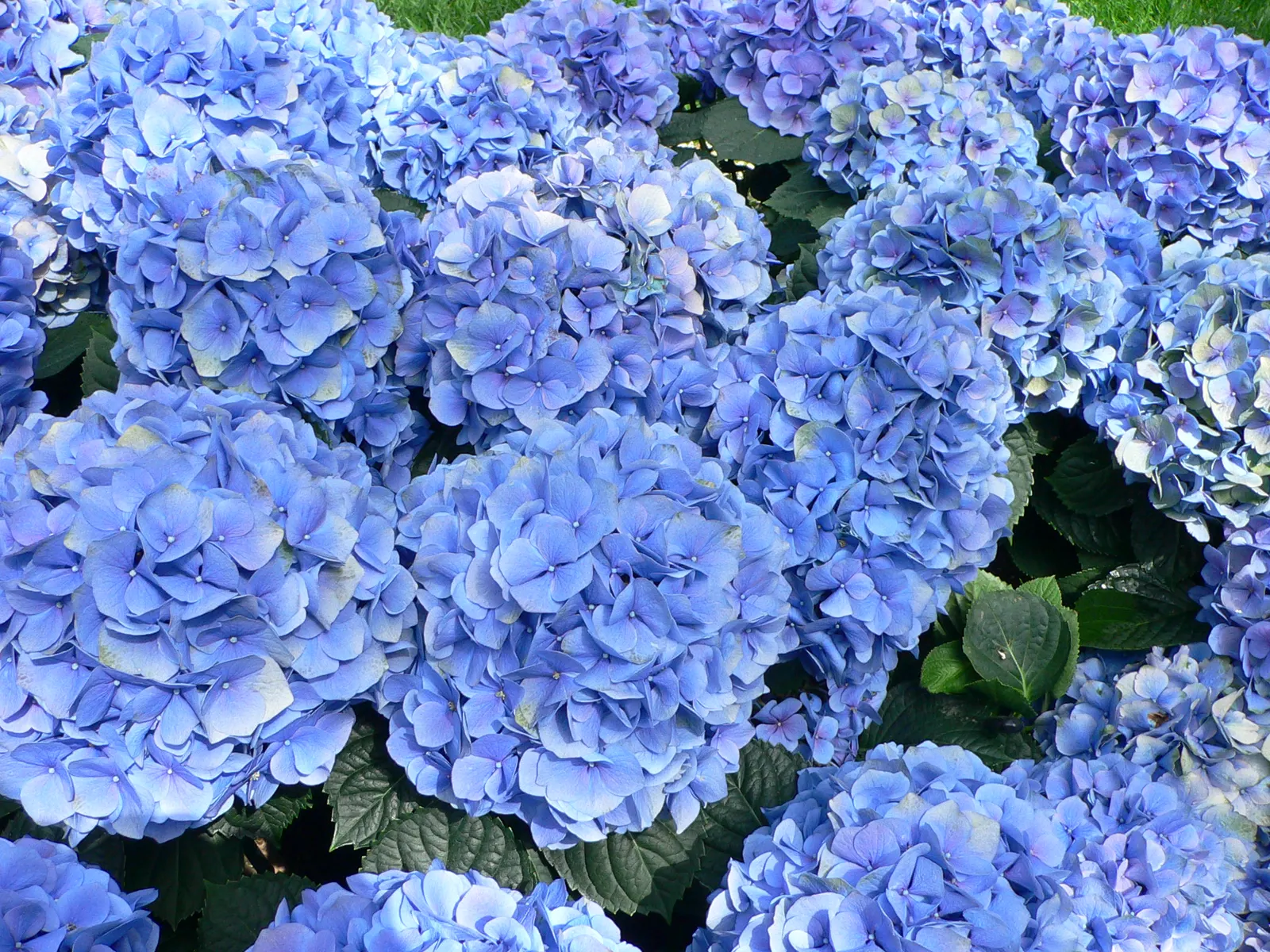 Bigleaf Hydrangea (Hydrangea Macrophylla) — Its rounded growth habit offers an ample display of large flower clusters; while alkaline conditions, image 147