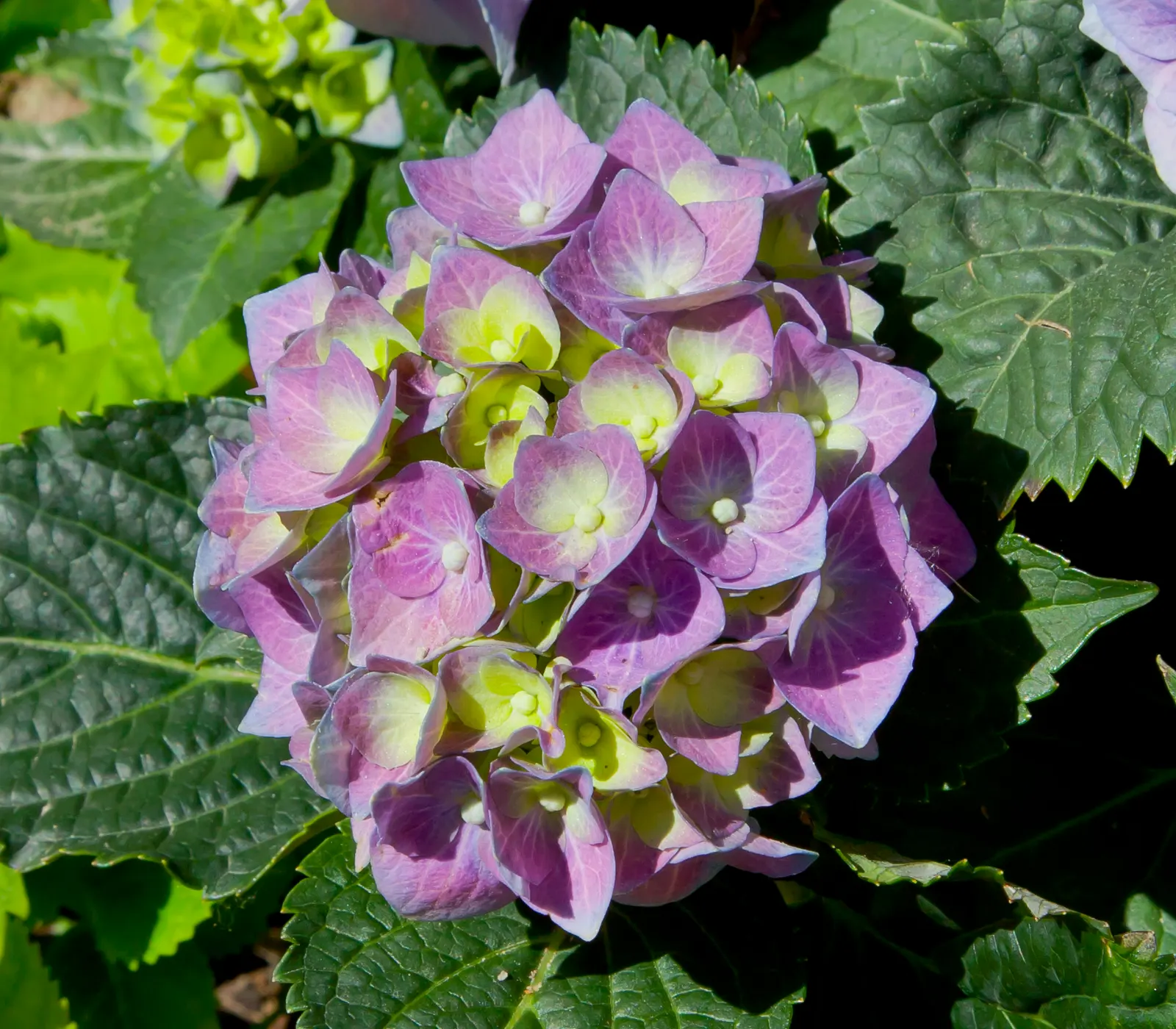 Bigleaf Hydrangea (Hydrangea Macrophylla) — while alkaline conditions produce pink blooms; ideal for partial shade, this deciduous shrub reaches, image 60
