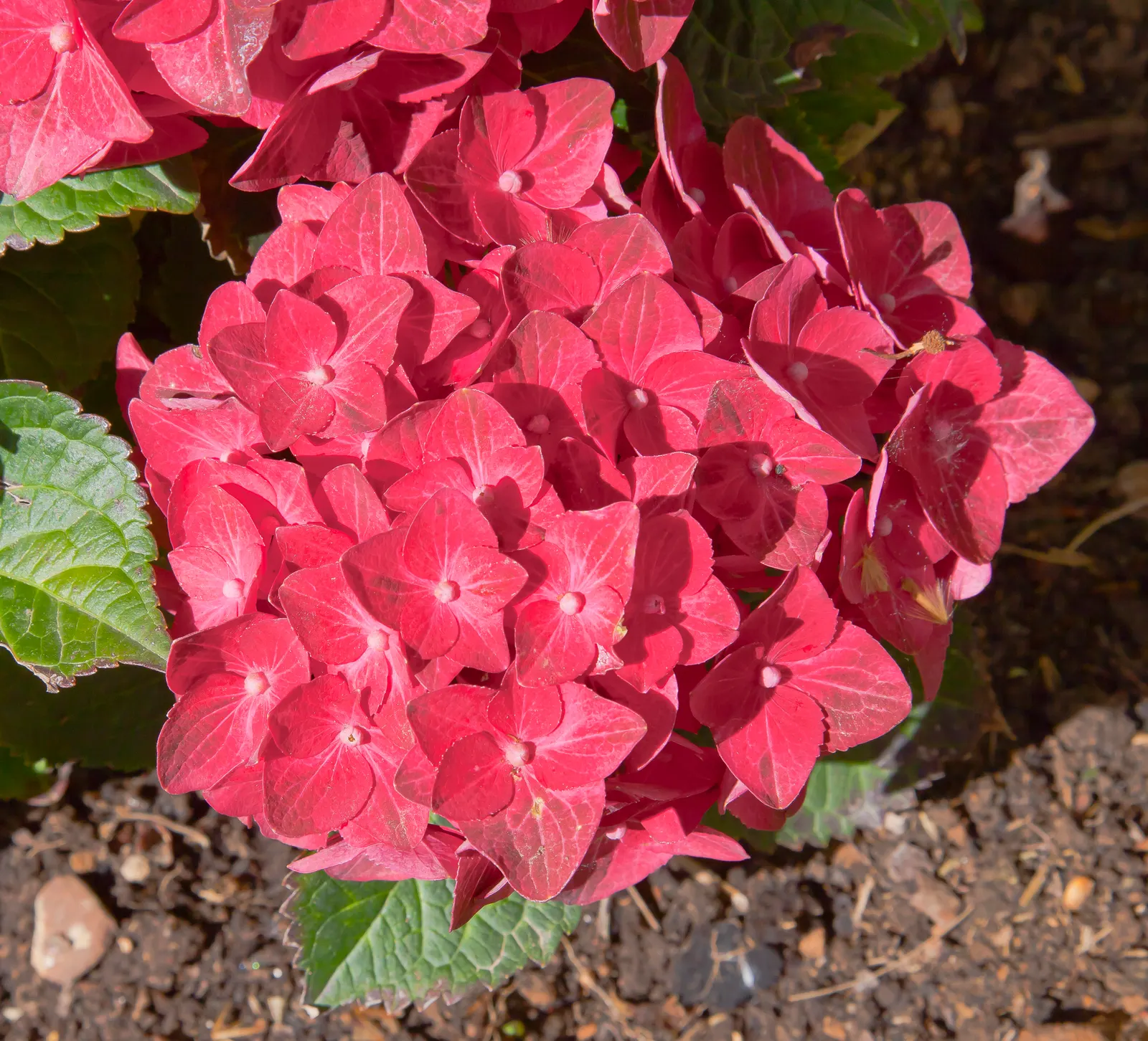 Bigleaf Hydrangea (Hydrangea Macrophylla) — is an enchanting flowering shrub that stands out as a versatile and vibrant addition to any landscape, image 51