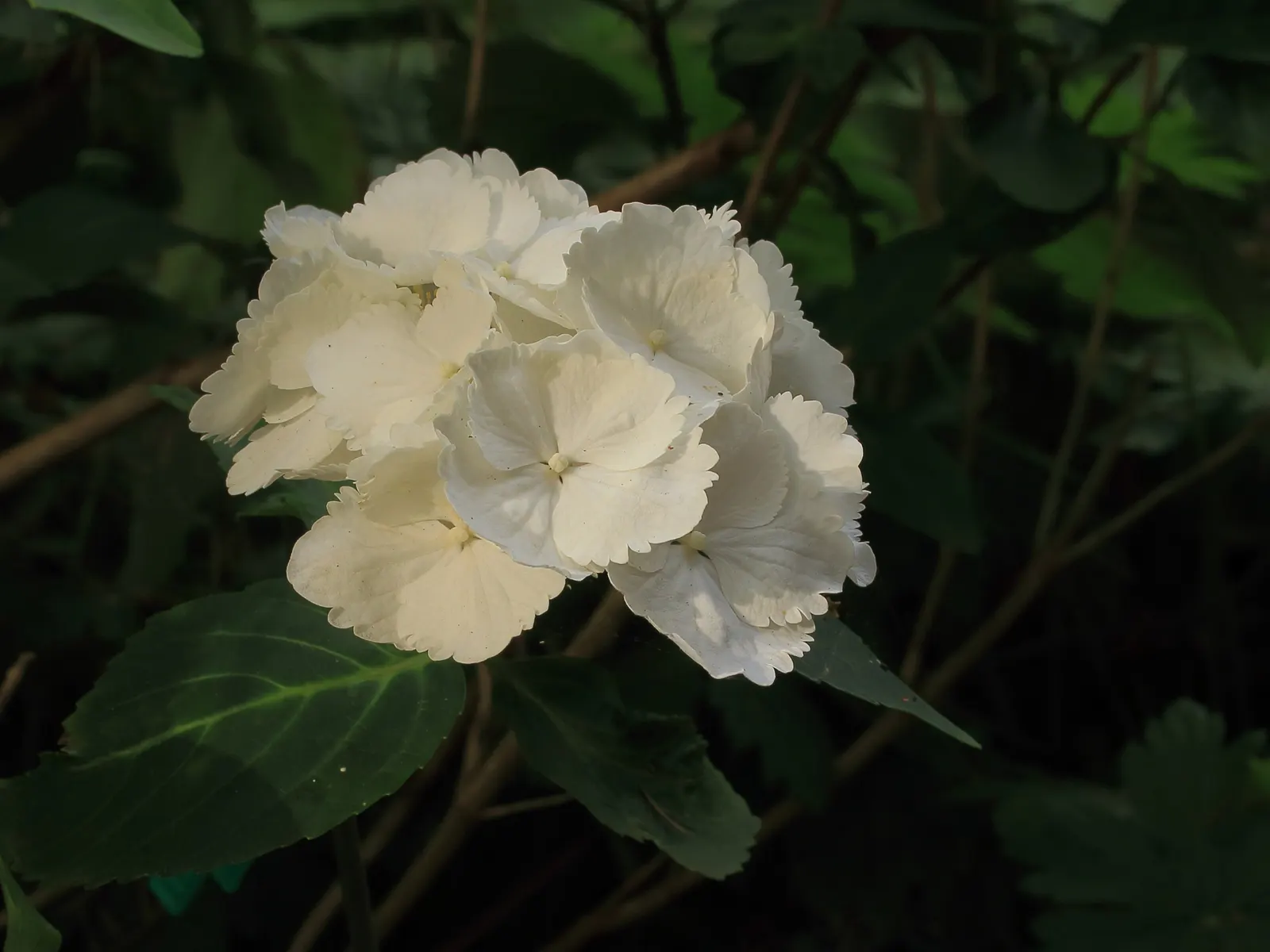 Bigleaf Hydrangea (Hydrangea Macrophylla) — Bigleaf Hydrangeas prefer partial shade; which can span 4 to 12 inches across, image 176