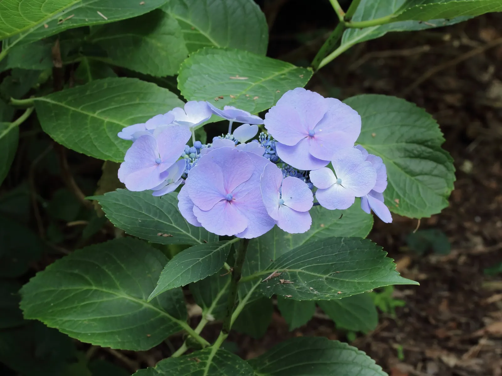 Bigleaf Hydrangea (Hydrangea Macrophylla) — Ideal for partial shade, this deciduous shrub reaches 3-6 feet in height and width; the plant's hardiness zones
