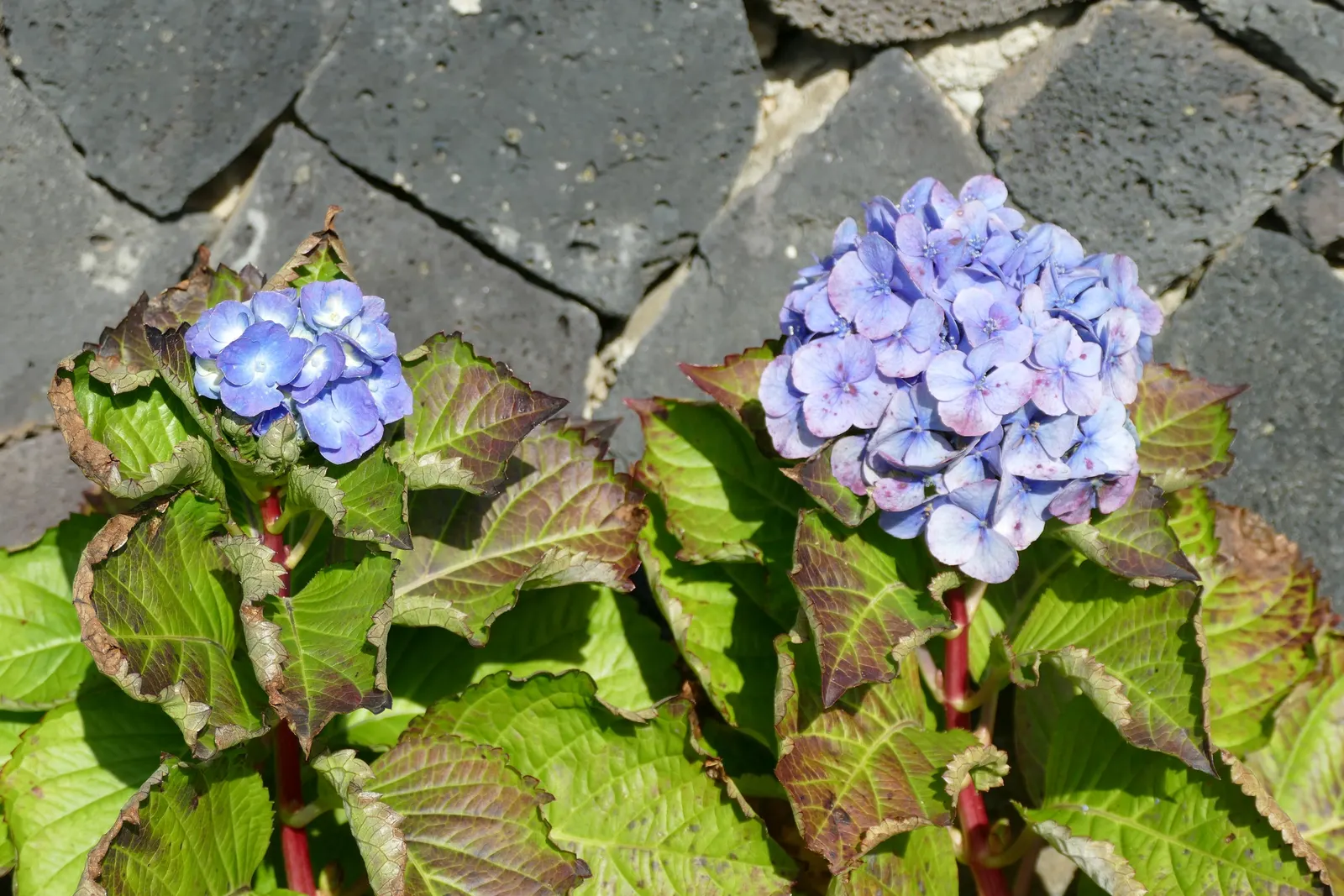 Bigleaf Hydrangea (Hydrangea Macrophylla) — while alkaline conditions produce pink blooms; ideal for partial shade, this deciduous shrub reaches, image 83