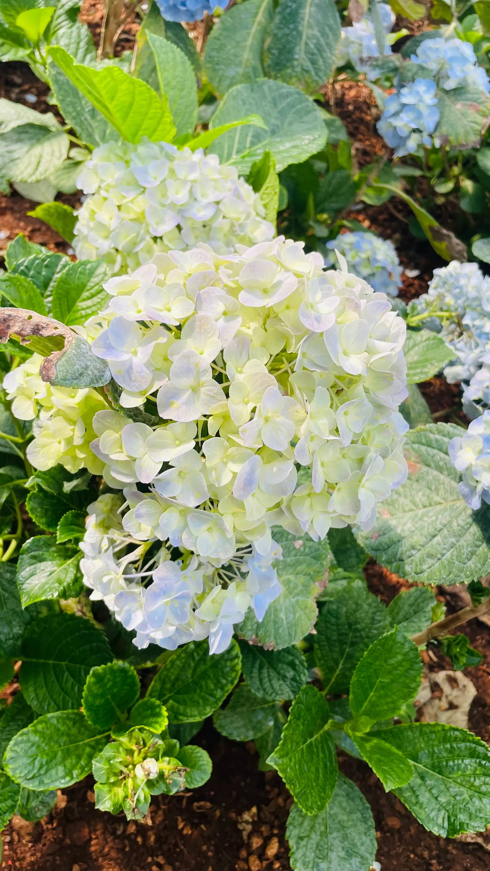 Bigleaf Hydrangea (Hydrangea Macrophylla) — It prefers well-drained, moist soil and thrives in USDA zones 6-9; with colors ranging from pink to, image 73