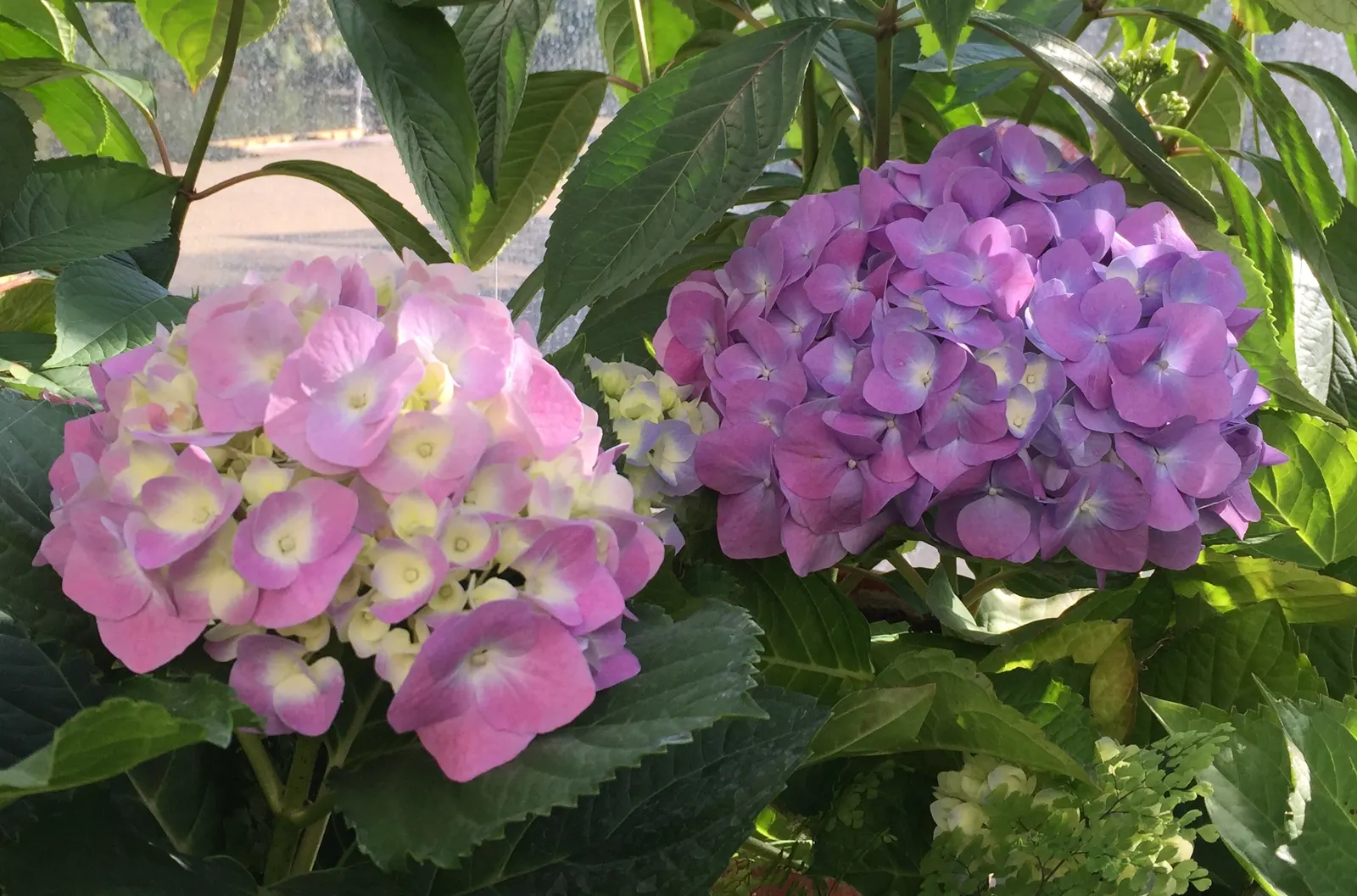 Bigleaf Hydrangea (Hydrangea Macrophylla) — shrub for half or shade; making it a delightful choice for both aesthetics and conversation among, image 115