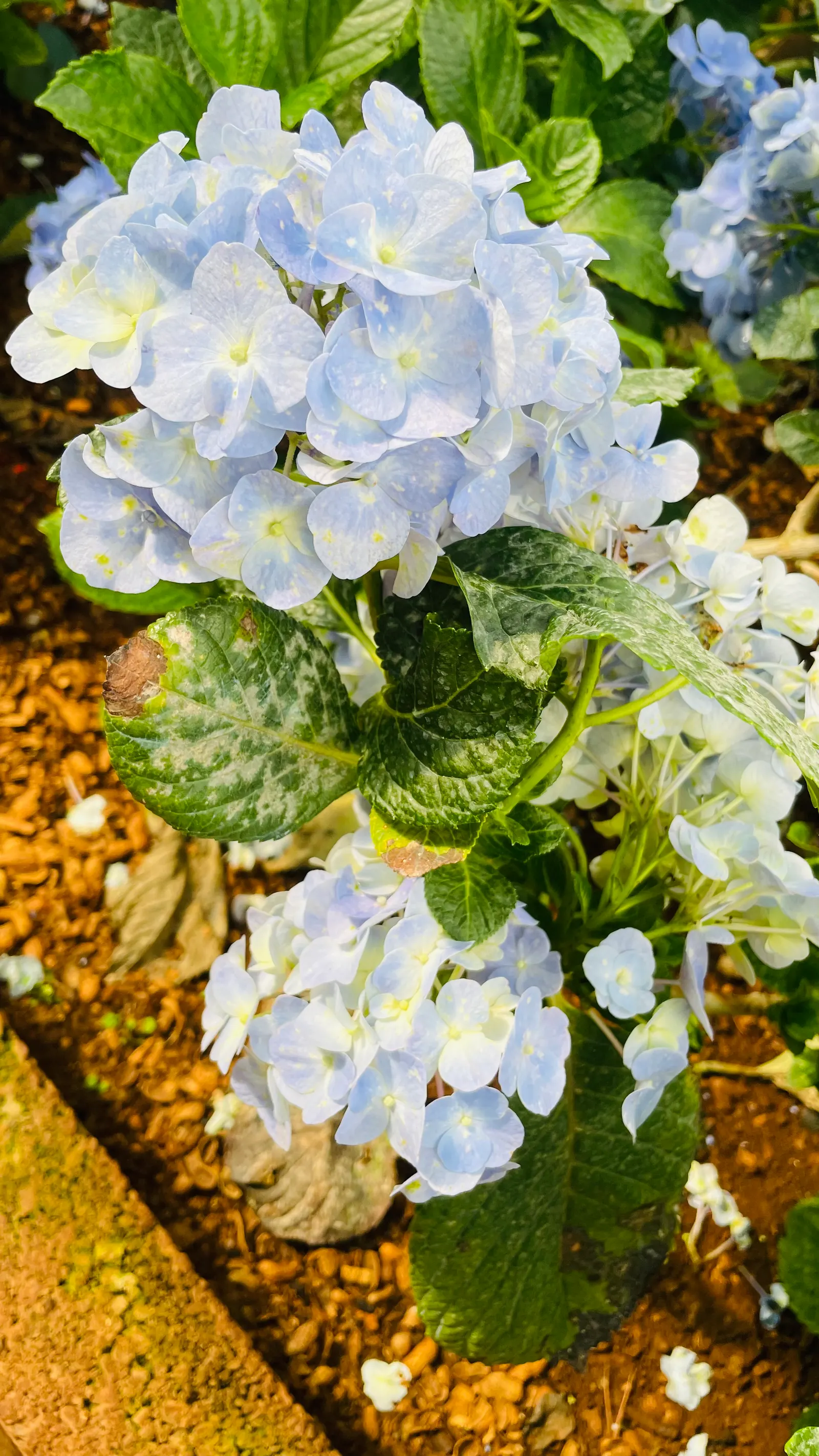 Bigleaf Hydrangea (Hydrangea Macrophylla) — The plant's hardiness zones range from 6 to 9; lush presence in garden spaces, image 110