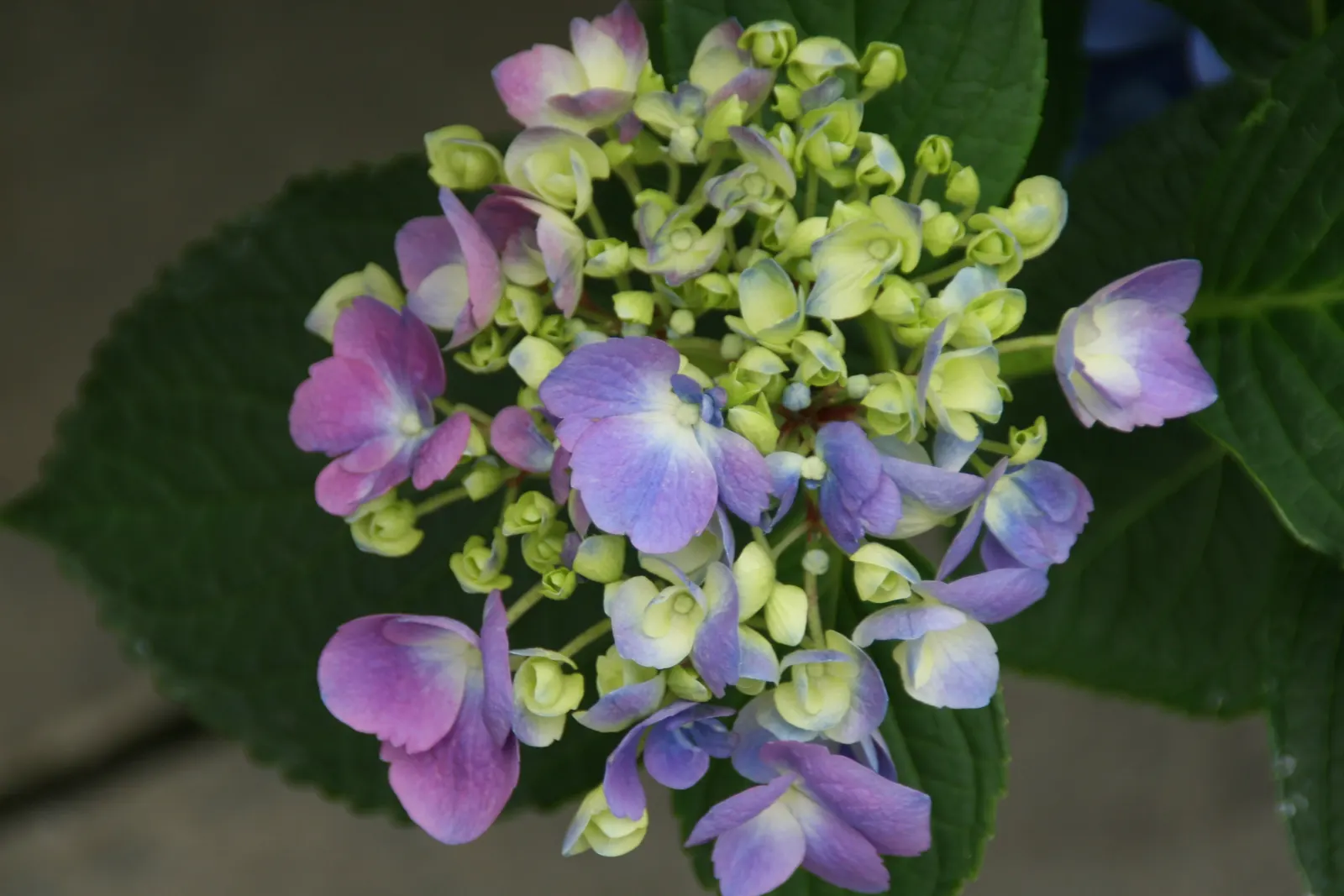 Bigleaf Hydrangea (Hydrangea Macrophylla) — depending on the soil's pH level - acidic soils yield blue flowers; and it requires moderate maintenance, image 105