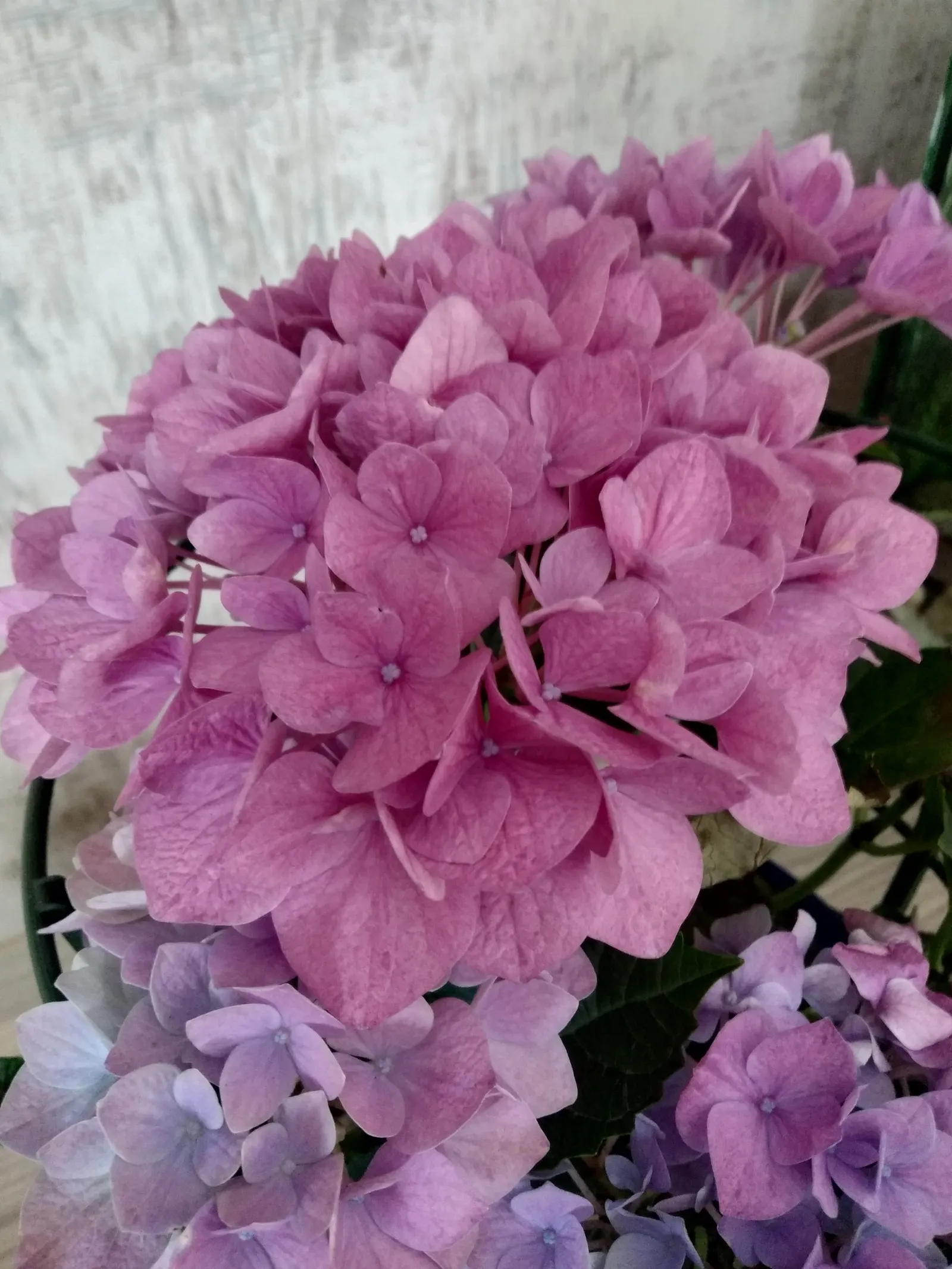 Bigleaf Hydrangea (Hydrangea Macrophylla) — making it a delightful choice for both aesthetics and conversation among garden enthusiasts