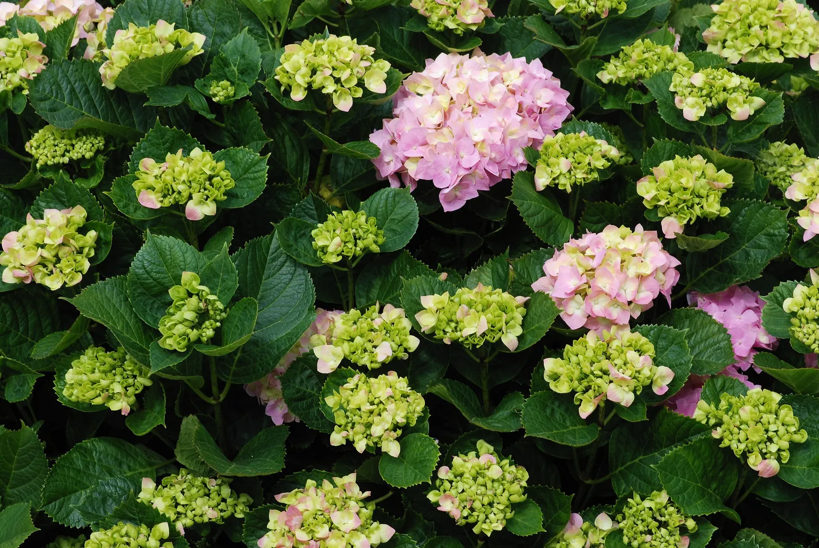 Bigleaf Hydrangea (Hydrangea Macrophylla) — They thrive in well-drained, moist soil, rich in organic matter