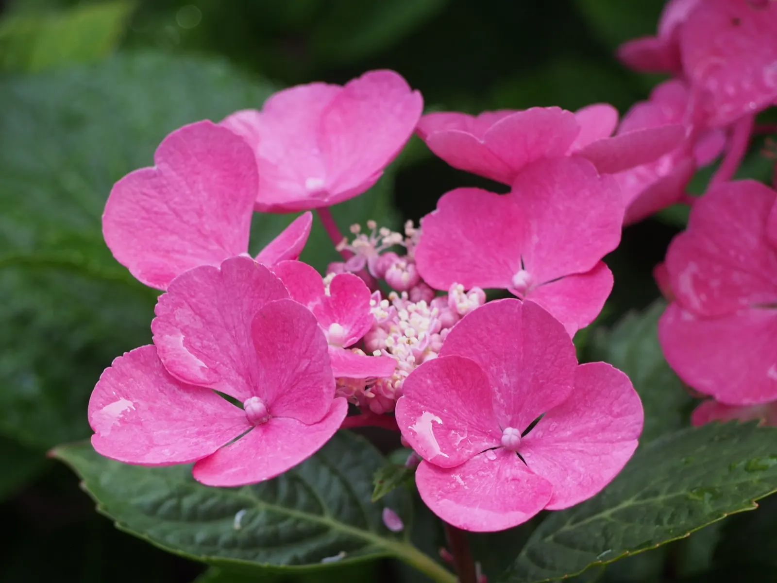 Bigleaf Hydrangea (Hydrangea Macrophylla) — Bigleaf Hydrangeas prefer partial shade; which can span 4 to 12 inches across, image 84
