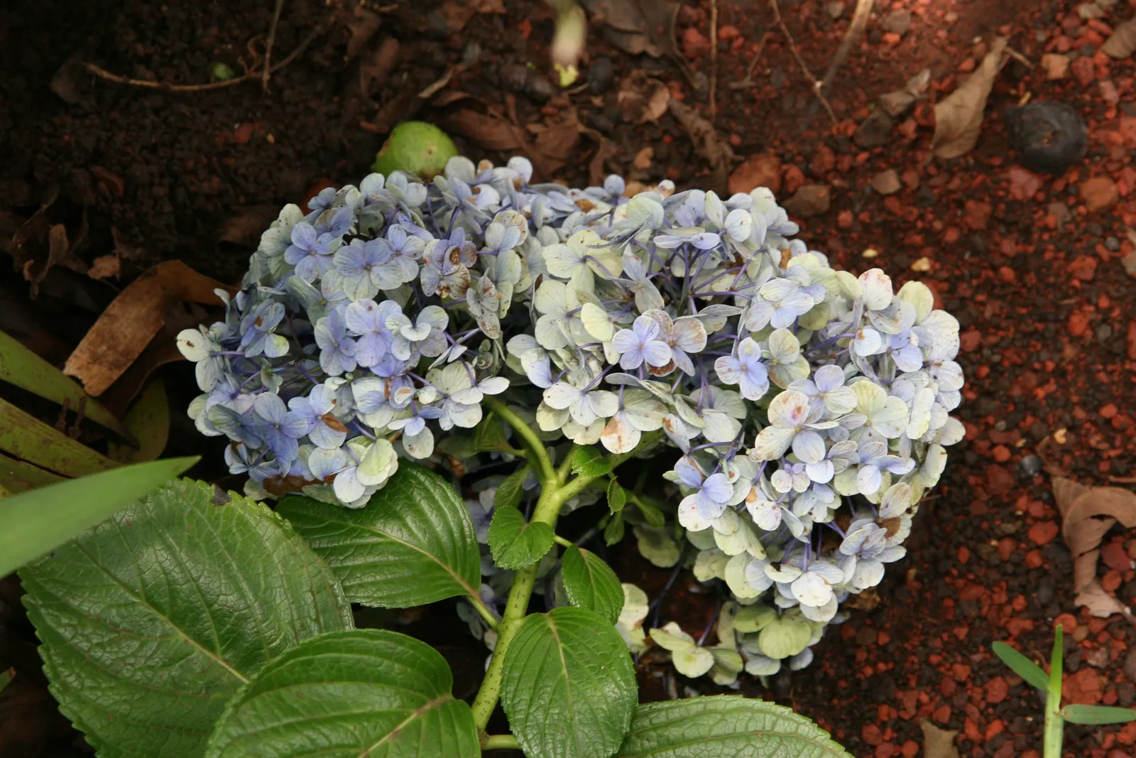 Bigleaf Hydrangea (Hydrangea Macrophylla) — with colors ranging from pink to blue depending on soil pH; these blooms appear from early summer to, image 117