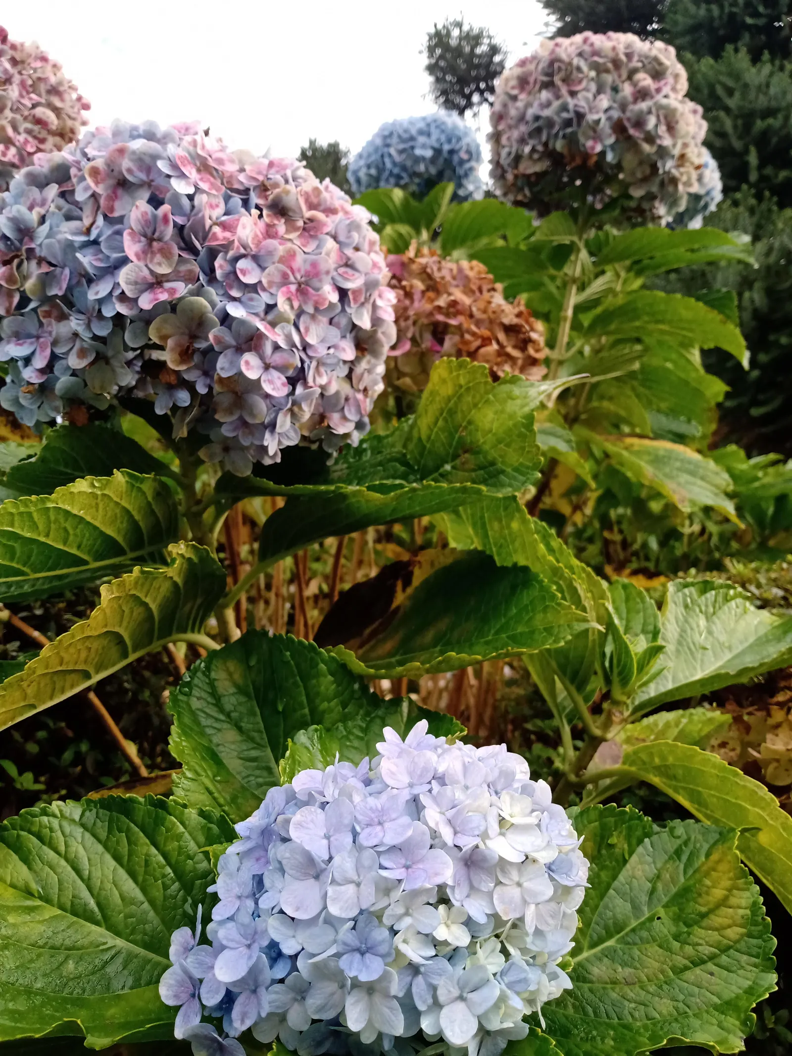 Bigleaf Hydrangea (Hydrangea Macrophylla) — is an enchanting flowering shrub that stands out as a versatile and vibrant addition to any landscape, image 97