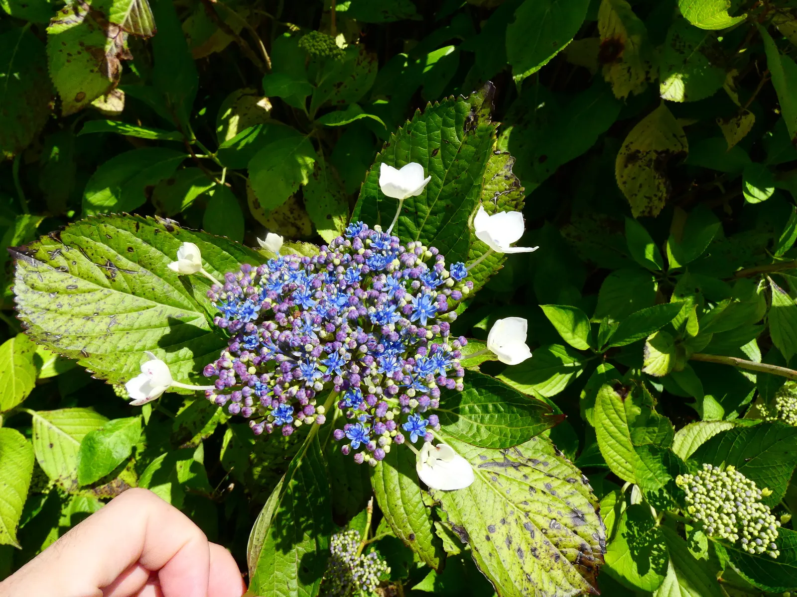 Bigleaf Hydrangea (Hydrangea Macrophylla) — These blooms appear from early summer to fall; is an enchanting flowering shrub that stands out as a, image 149