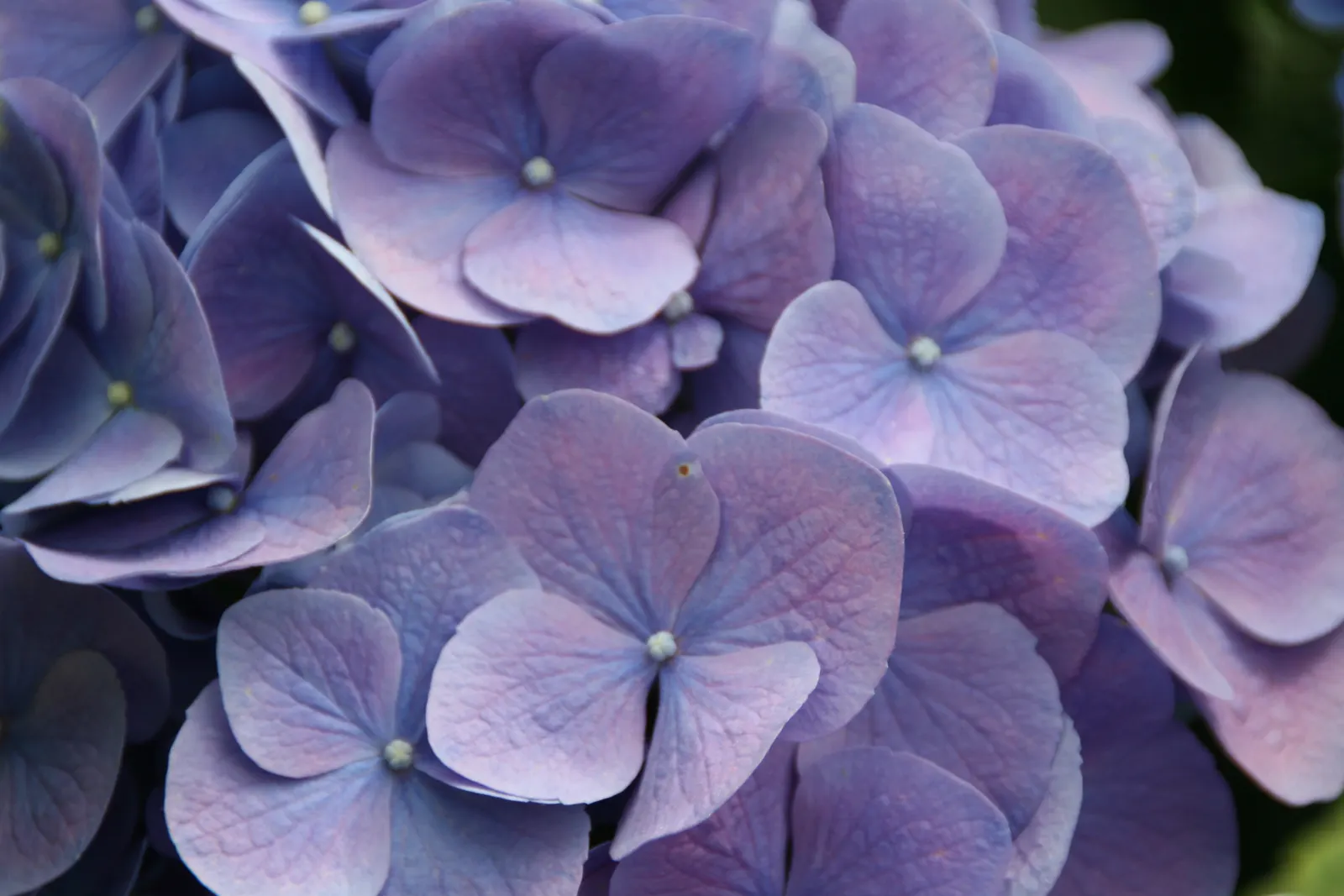 Bigleaf Hydrangea (Hydrangea Macrophylla) — displaying hues that range from deep blue to pink, image 35