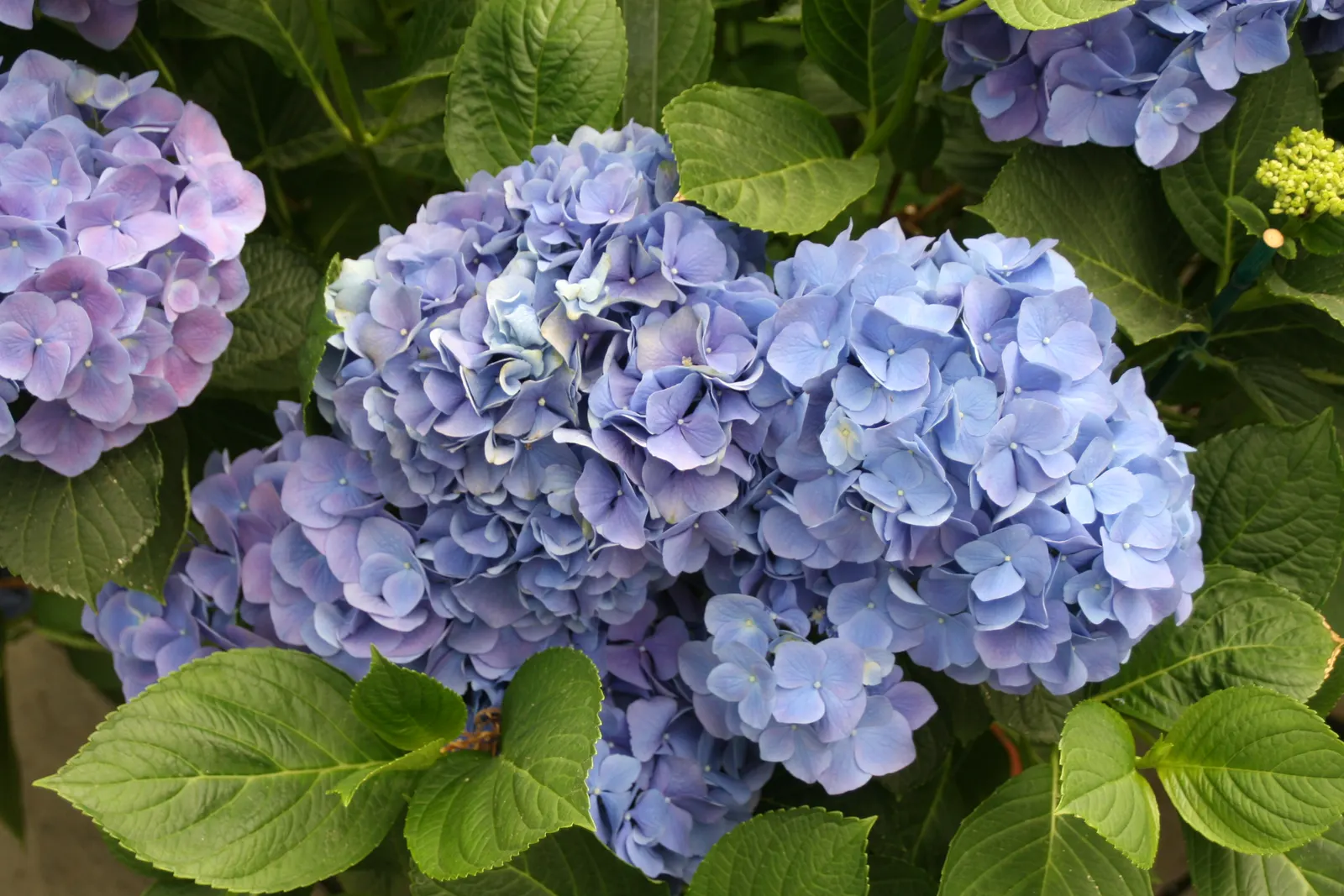 Bigleaf Hydrangea (Hydrangea Macrophylla) — These blooms appear from early summer to fall; is an enchanting flowering shrub that stands out as a, image 172