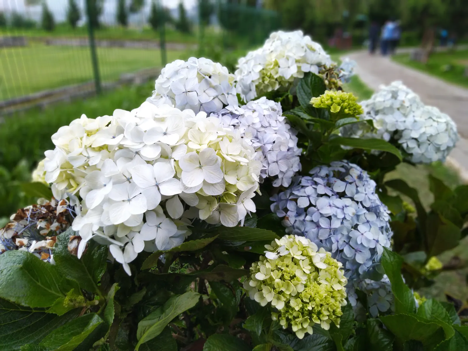 Bigleaf Hydrangea (Hydrangea Macrophylla) — although they can tolerate full sun in cooler climates if they receive adequate moisture; they thrive in, image 85