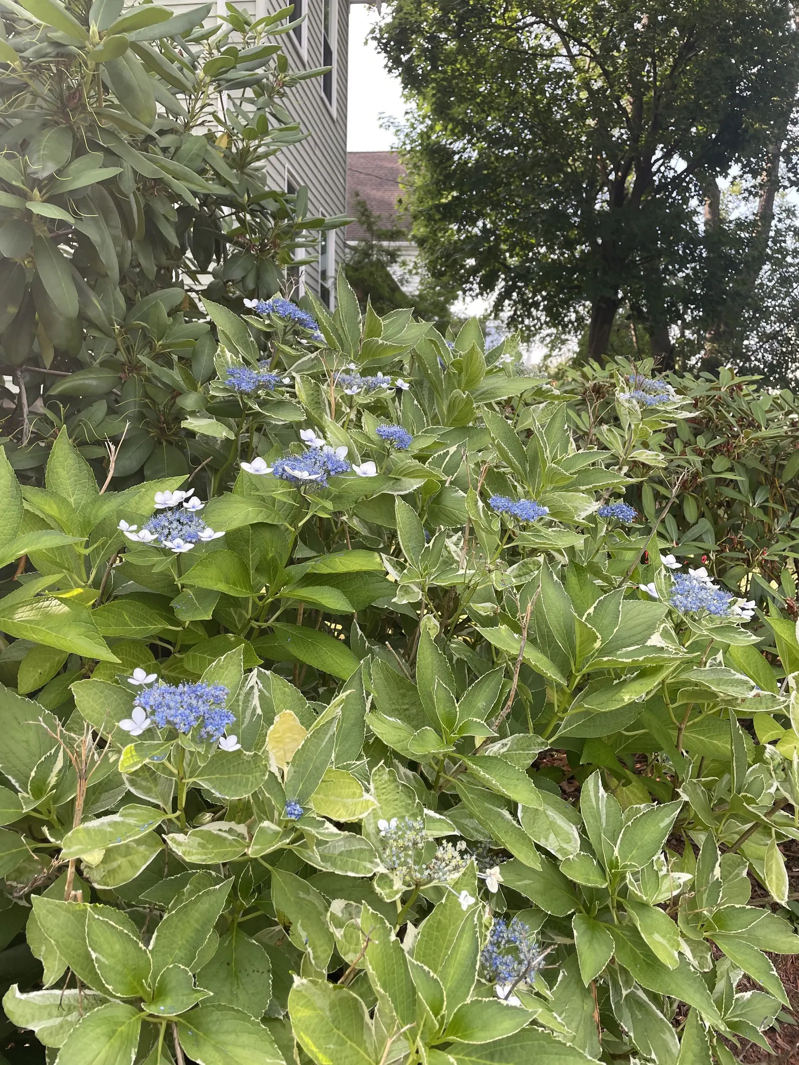 Bigleaf Hydrangea (Hydrangea Macrophylla) — which can span 4 to 12 inches across; blue and pink flowers in the garden, image 79