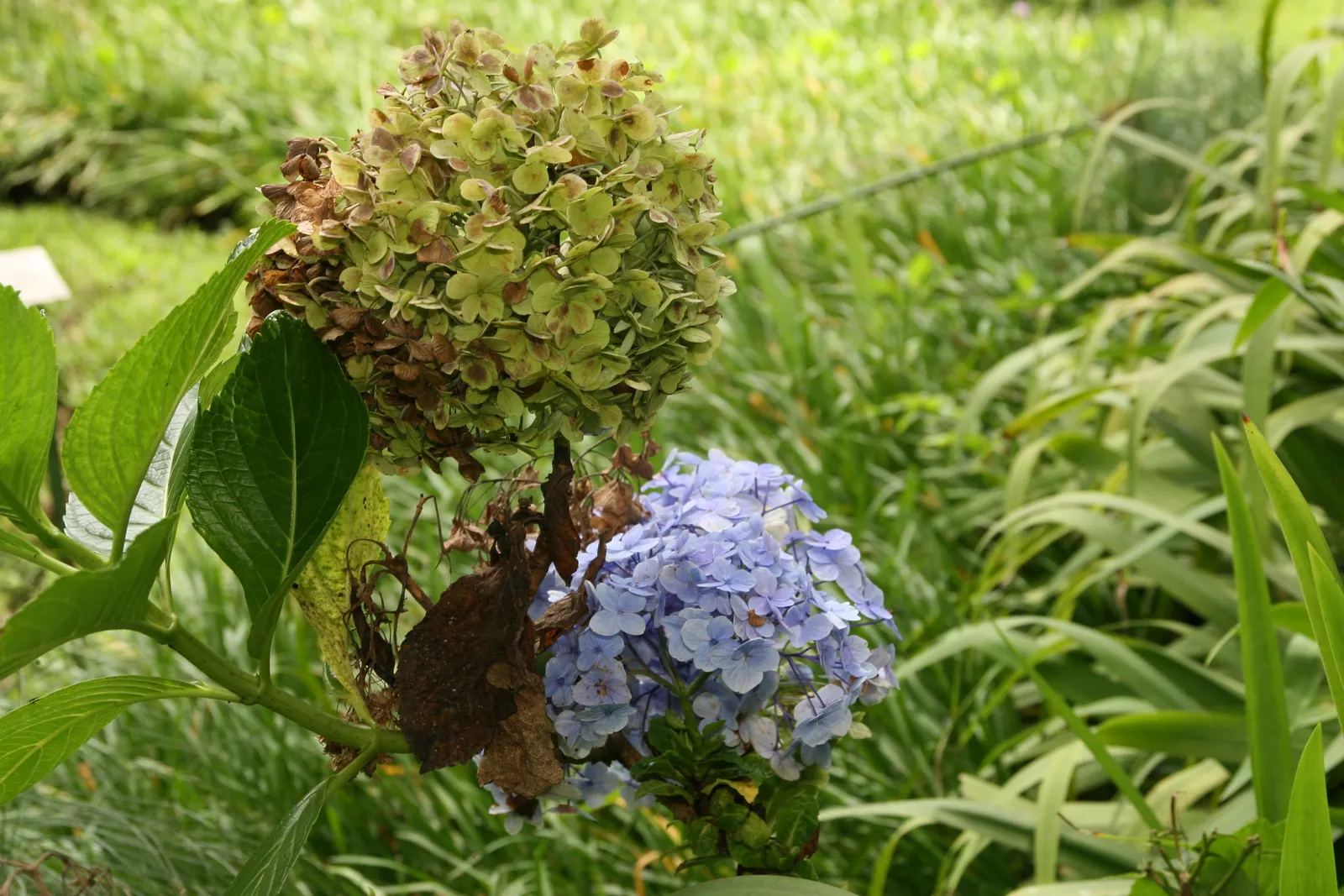 Bigleaf Hydrangea (Hydrangea Macrophylla) — lush presence in garden spaces; broad leaves that can reach up to 6 inches in length, image 123