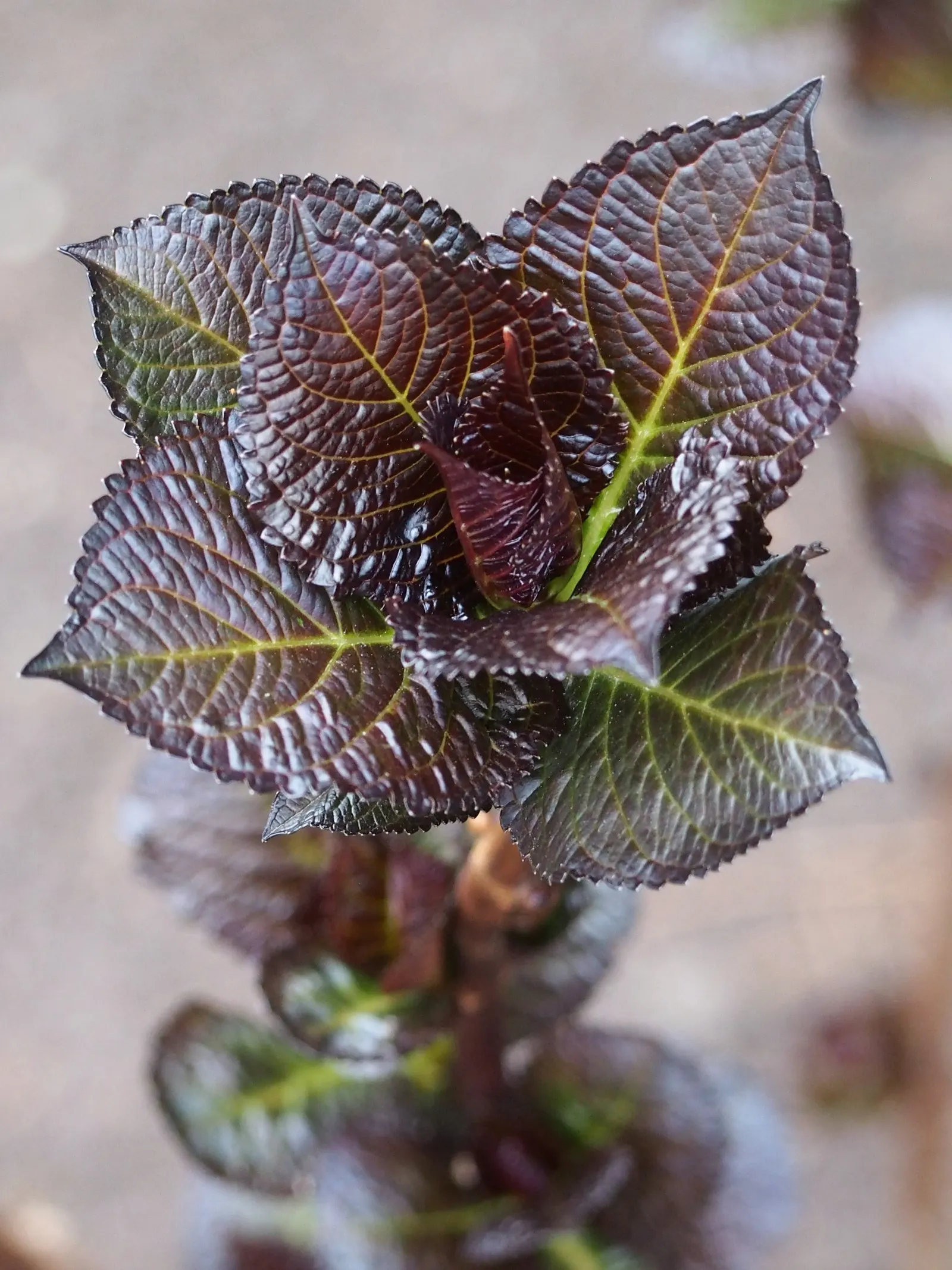 Bigleaf Hydrangea (Hydrangea Macrophylla) — It prefers well-drained, moist soil and thrives in USDA zones 6-9; with colors ranging from pink to, image 50