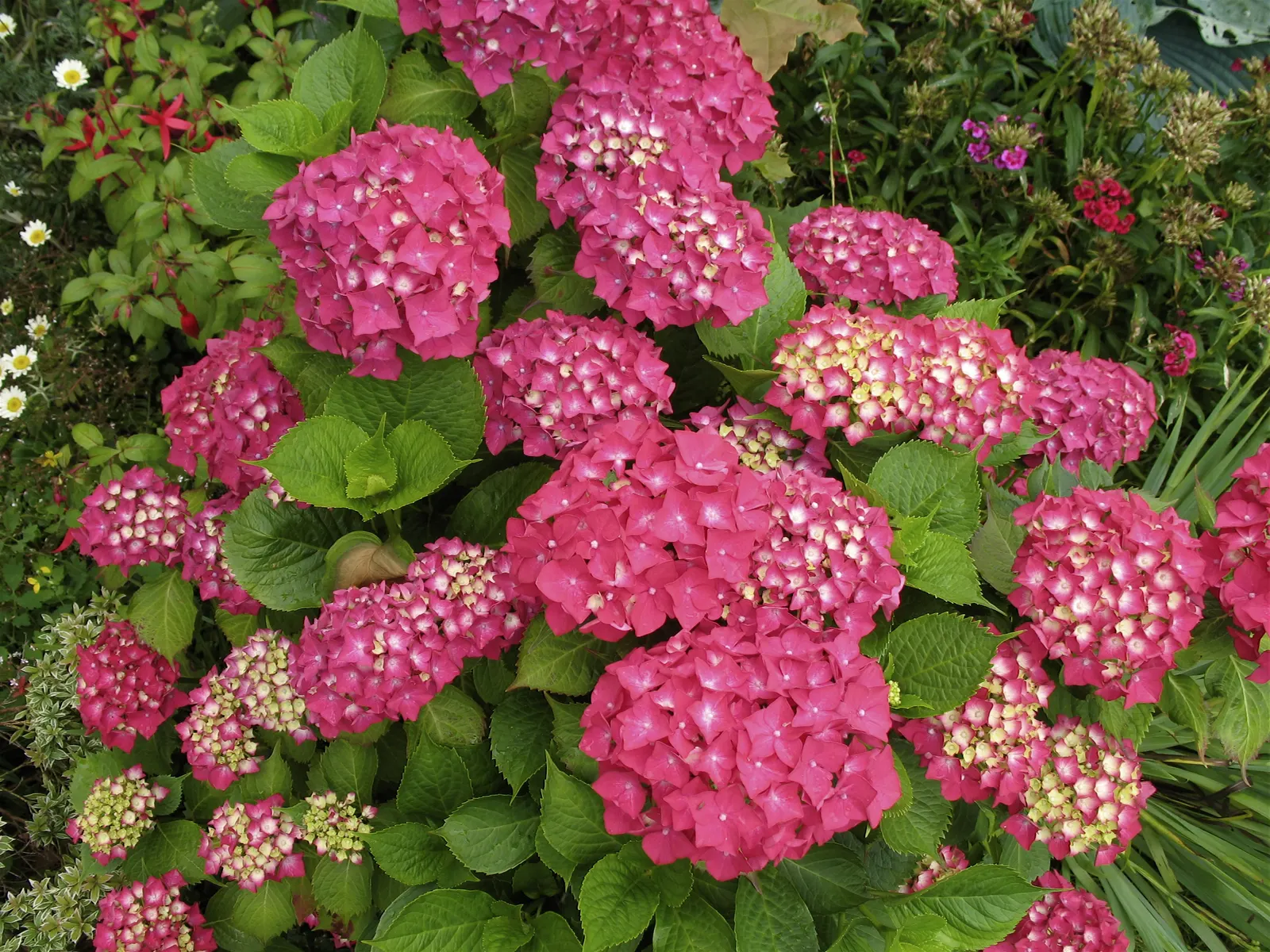 Bigleaf Hydrangea (Hydrangea Macrophylla) — shrub for half or shade; making it a delightful choice for both aesthetics and conversation among garden enthusiasts