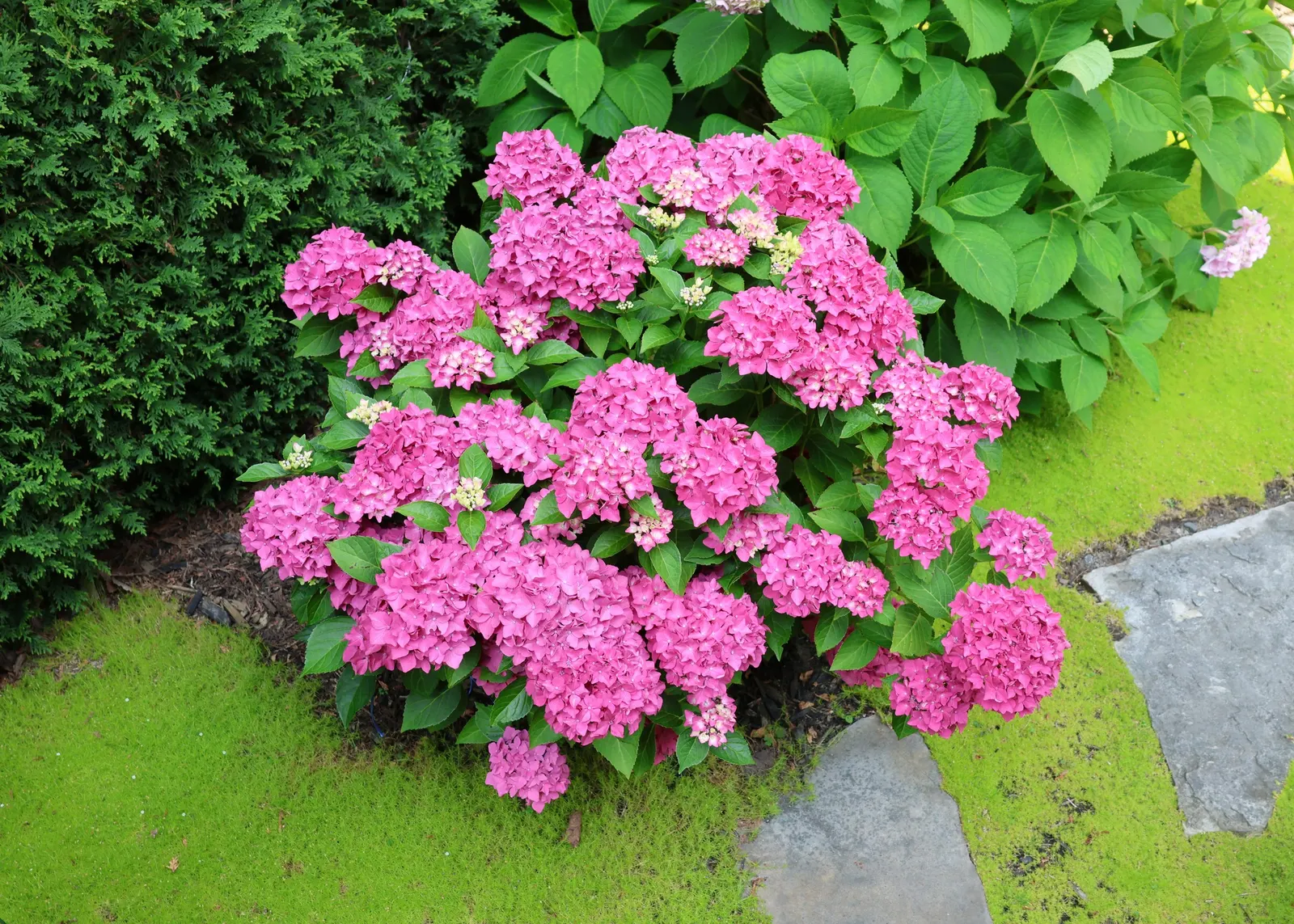 Bigleaf Hydrangea (Hydrangea Macrophylla) — It prefers well-drained, moist soil and thrives in USDA zones 6-9; with colors ranging from pink to, image 119