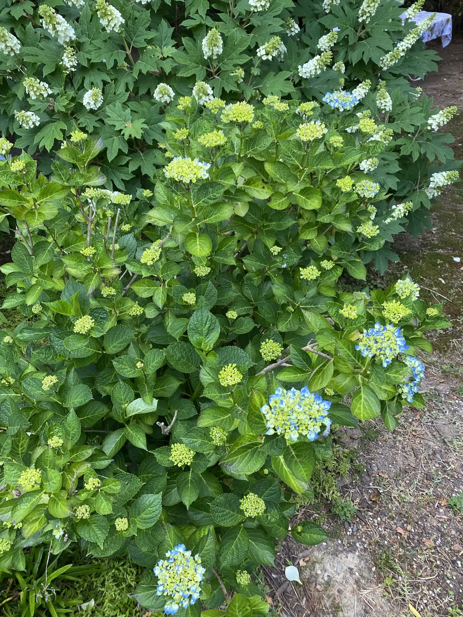 Bigleaf Hydrangea (Hydrangea Macrophylla) — It prefers well-drained, moist soil and thrives in USDA zones 6-9; with colors ranging from pink to blue depending