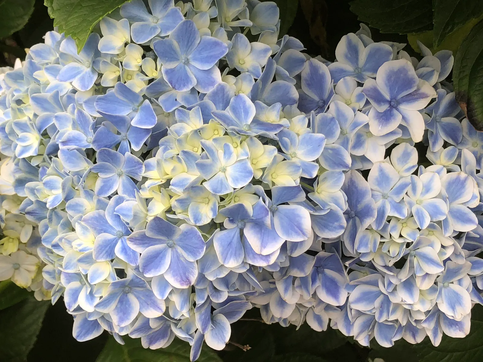 Bigleaf Hydrangea (Hydrangea Macrophylla) — showy blooms up to 12 inches across; it prefers well-drained, moist soil and thrives in USDA zones 6-9, image 116