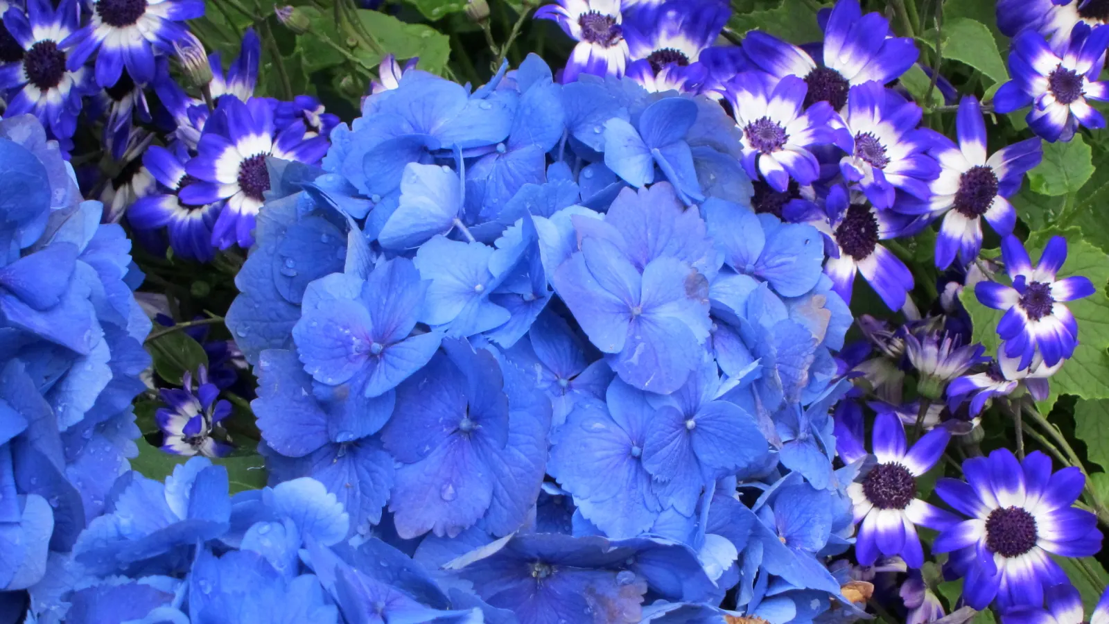 Bigleaf Hydrangea (Hydrangea Macrophylla) — shrub for half or shade; making it a delightful choice for both aesthetics and conversation among, image 92