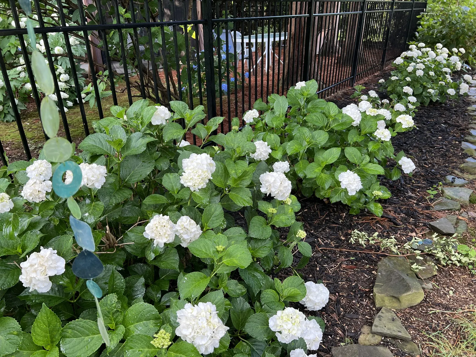 Bigleaf Hydrangea (Hydrangea Macrophylla) — Bigleaf Hydrangeas prefer partial shade