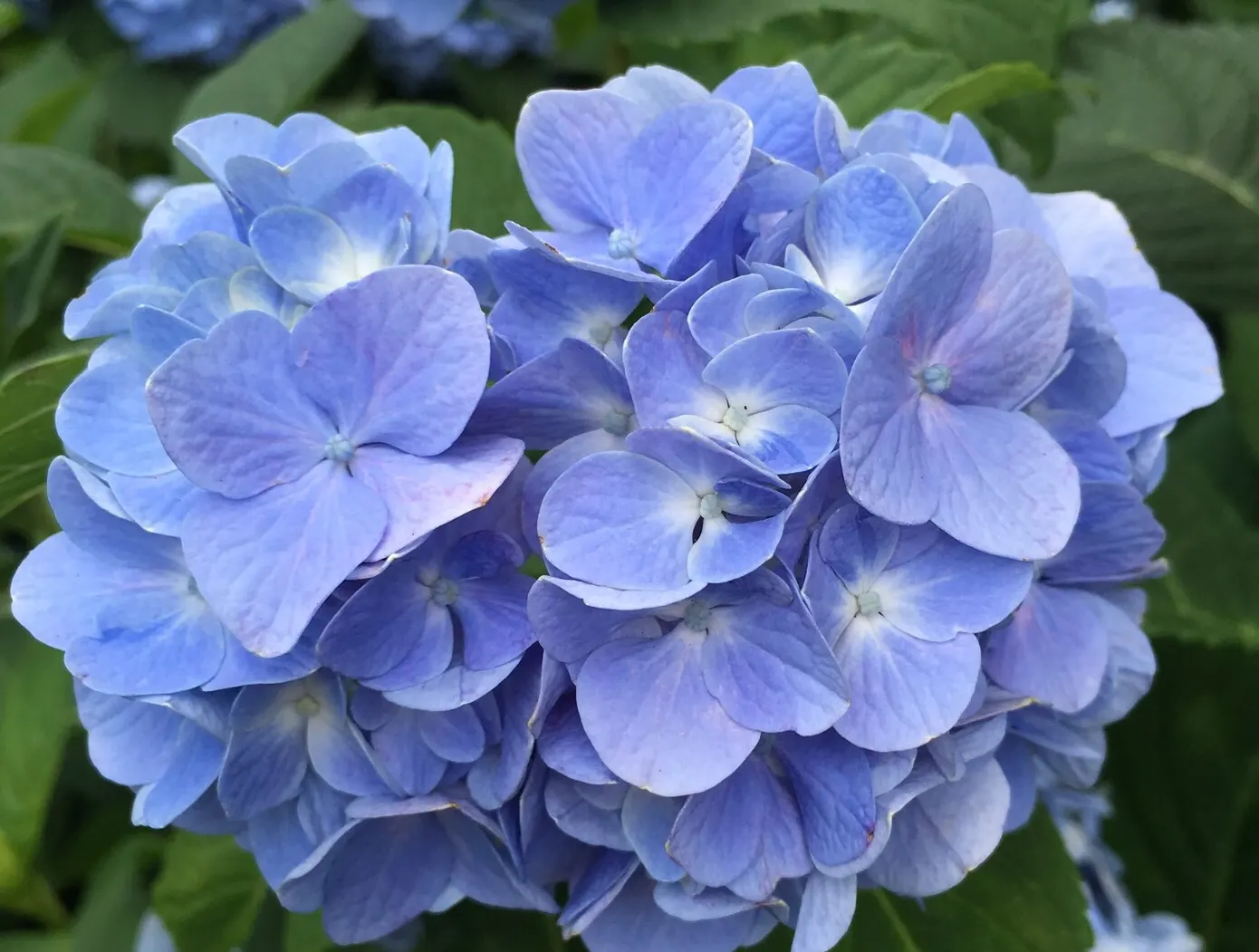 Bigleaf Hydrangea (Hydrangea Macrophylla) — depending on the soil's pH level - acidic soils yield blue flowers; and it requires moderate maintenance, image 174