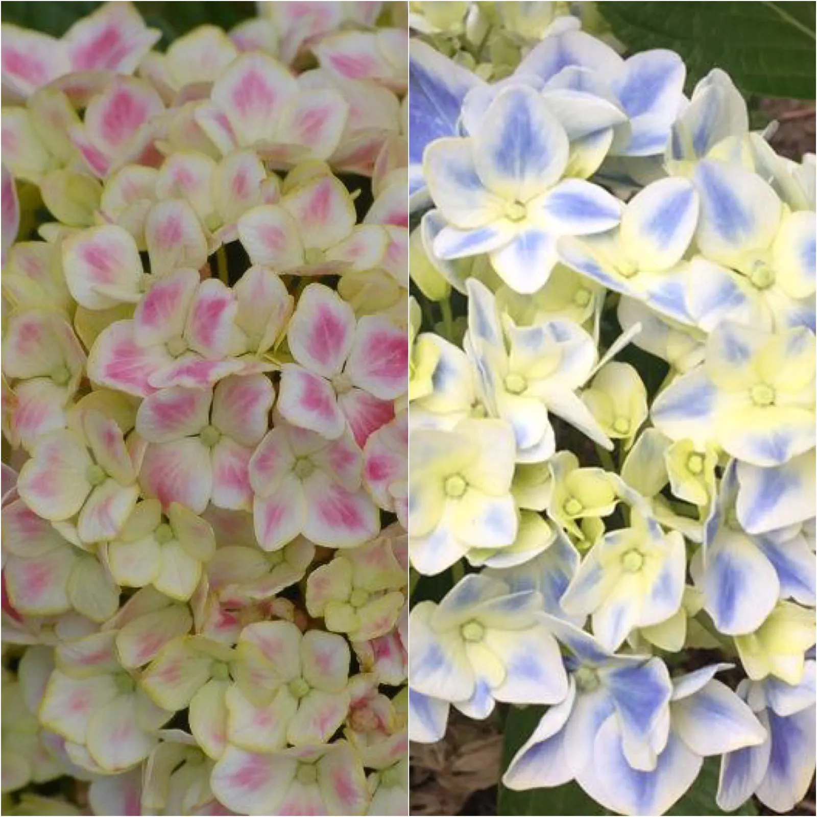 Bigleaf Hydrangea (Hydrangea Macrophylla) — Ideal for partial shade, this deciduous shrub reaches 3-6 feet in height and width; the plant's, image 95