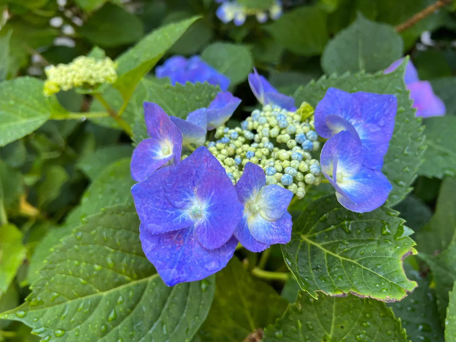 Bigleaf Hydrangea (Hydrangea Macrophylla) — making it a delightful choice for both aesthetics and conversation among garden enthusiasts; shrub with, image 135