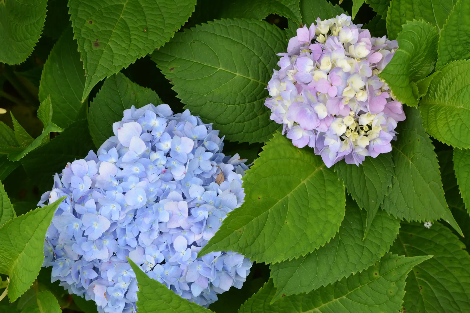 Bigleaf Hydrangea (Hydrangea Macrophylla) — lush presence in garden spaces; broad leaves that can reach up to 6 inches in length, image 146