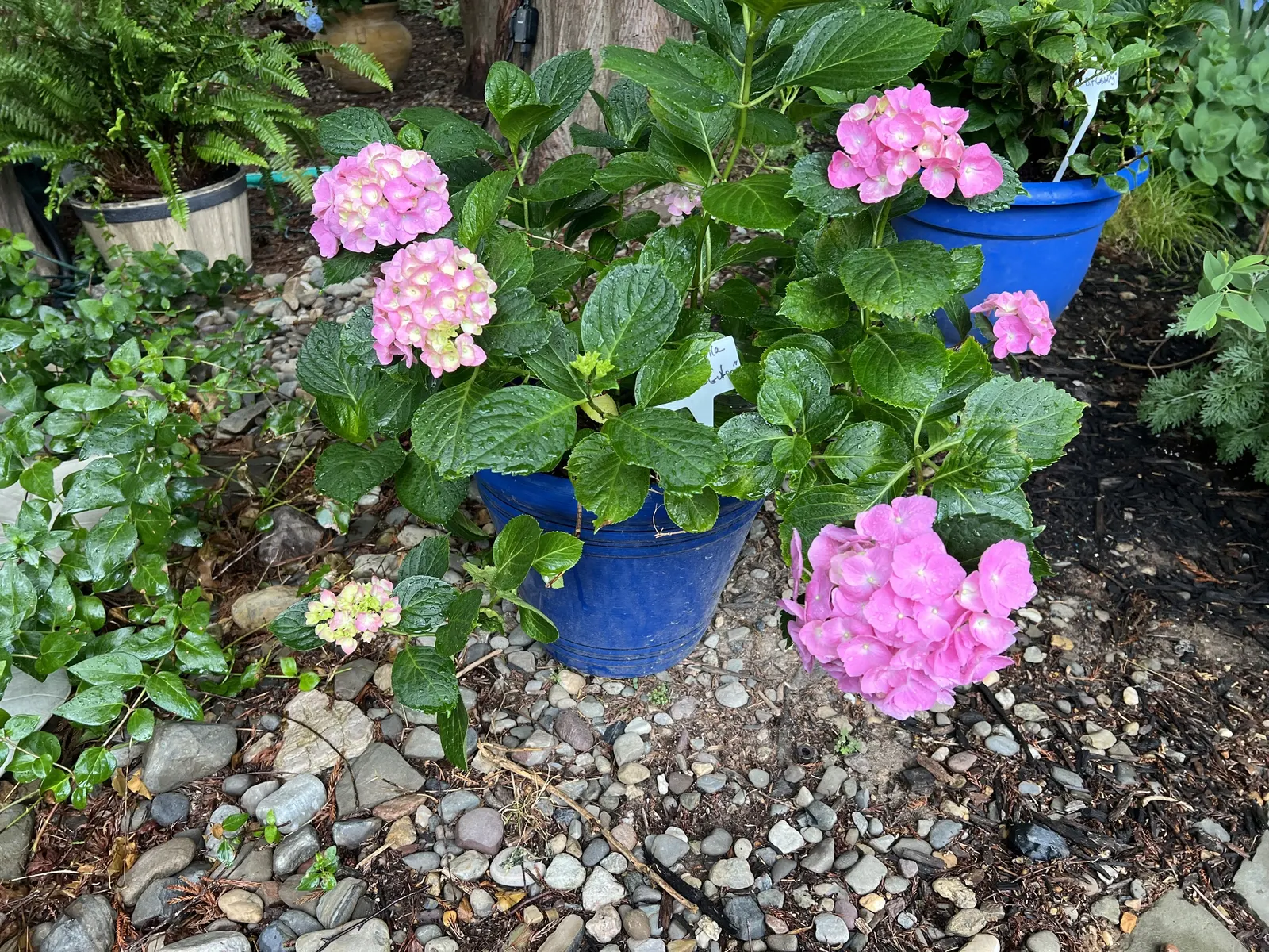 Bigleaf Hydrangea (Hydrangea Macrophylla) — broad leaves that can reach up to 6 inches in length; shrub for half or shade, image 76