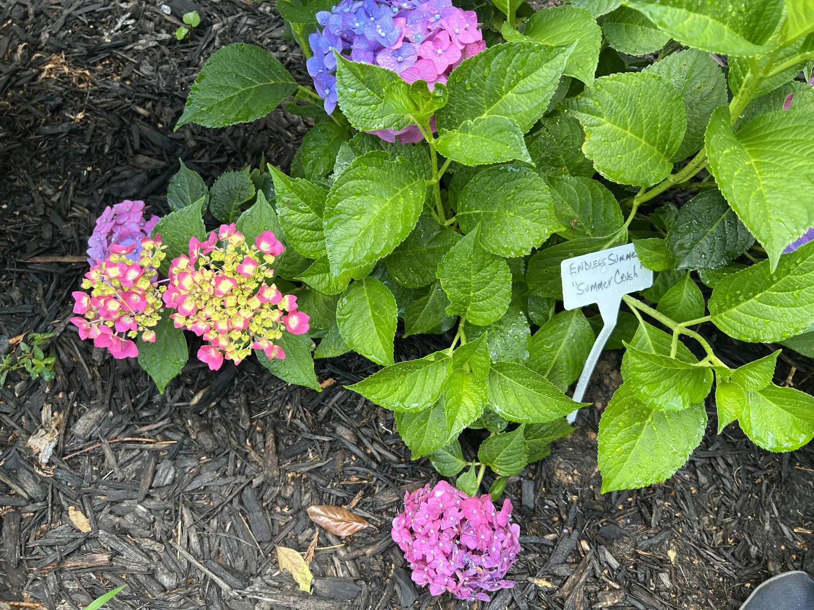 Bigleaf Hydrangea (Hydrangea Macrophylla) — shrub for half or shade; making it a delightful choice for both aesthetics and conversation among, image 69
