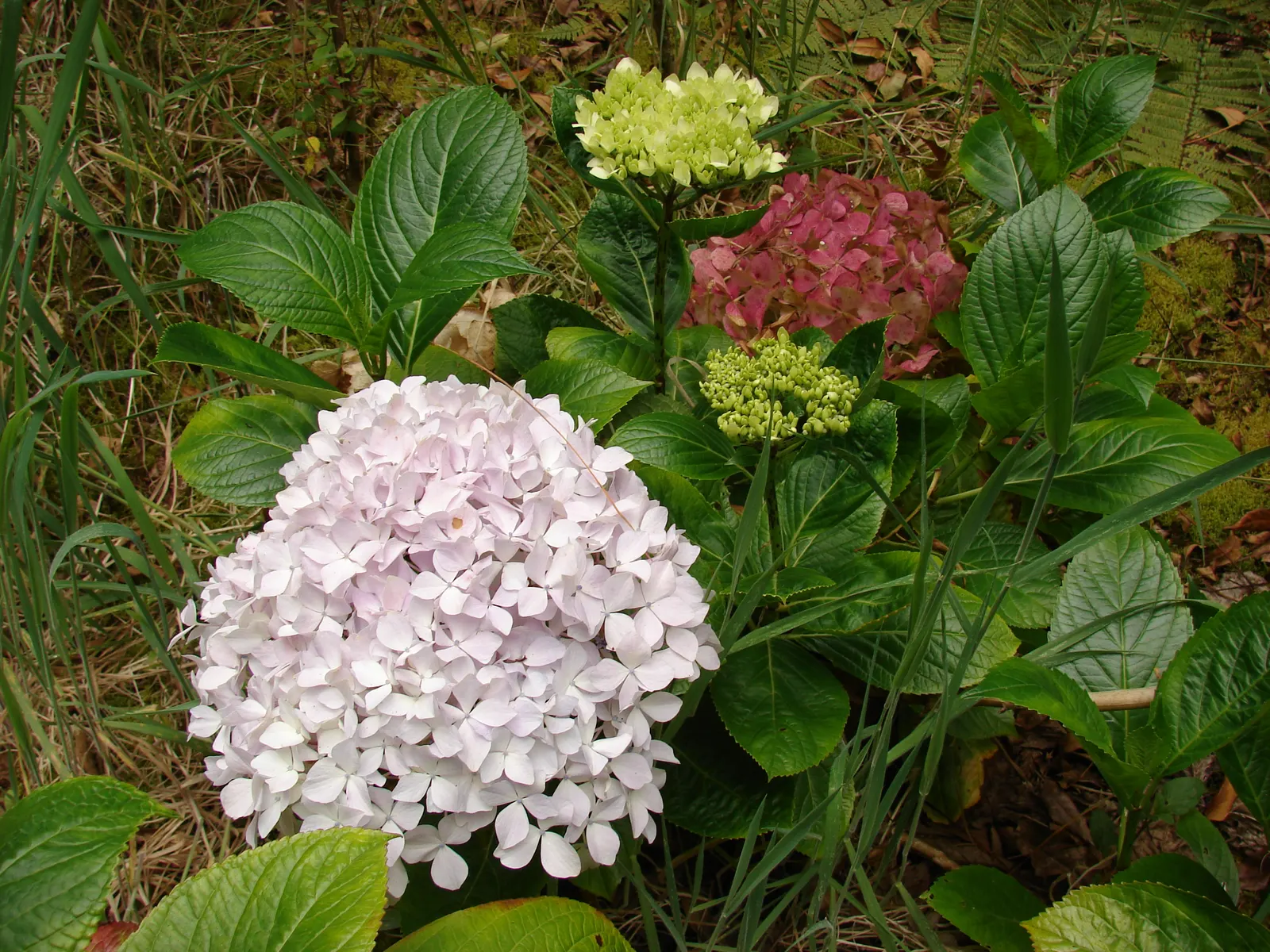 Bigleaf Hydrangea (Hydrangea Macrophylla) — Bigleaf Hydrangeas prefer partial shade; which can span 4 to 12 inches across, image 61